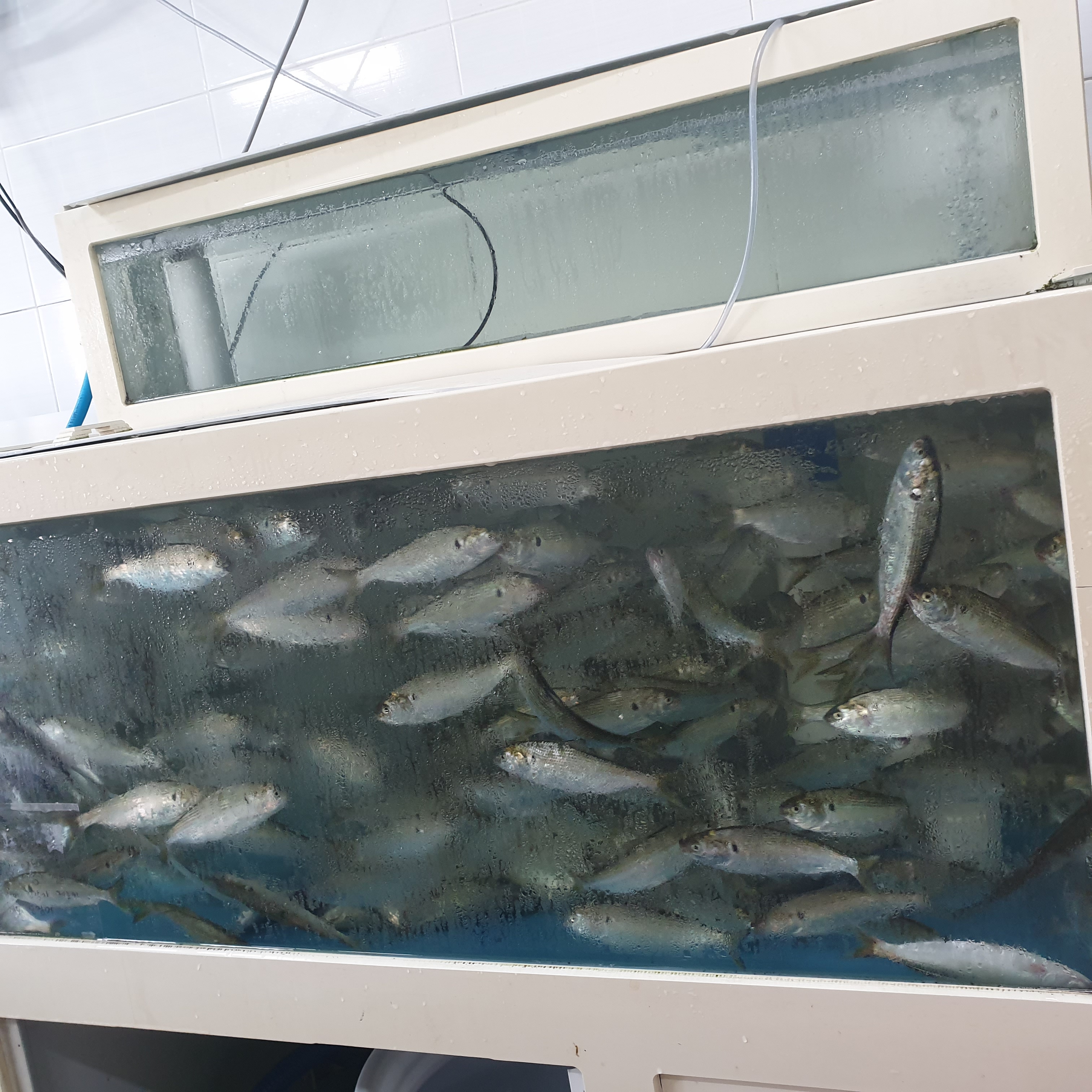 가덕회도매직판장 대표 사진