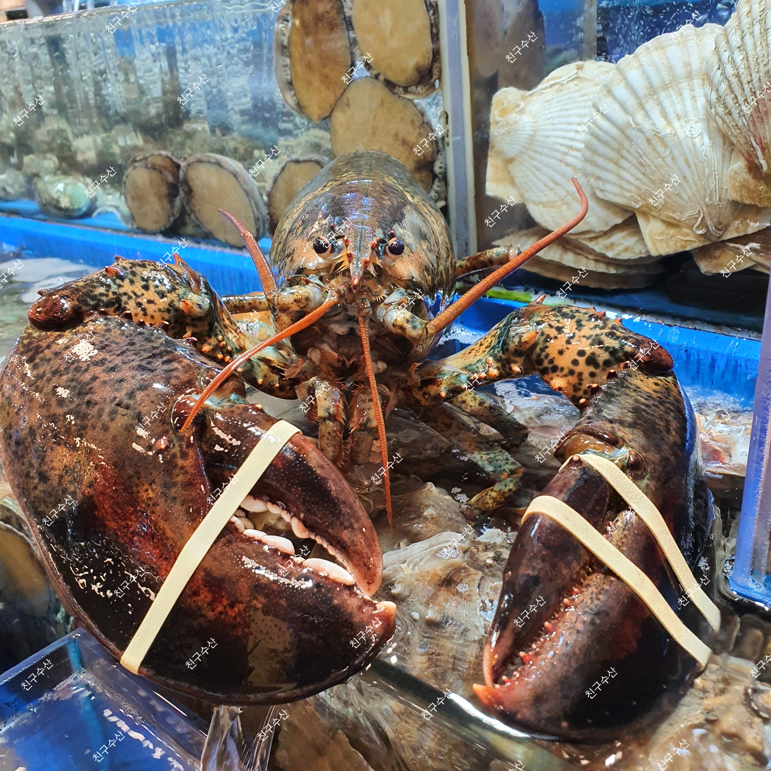친구수산 사진 8