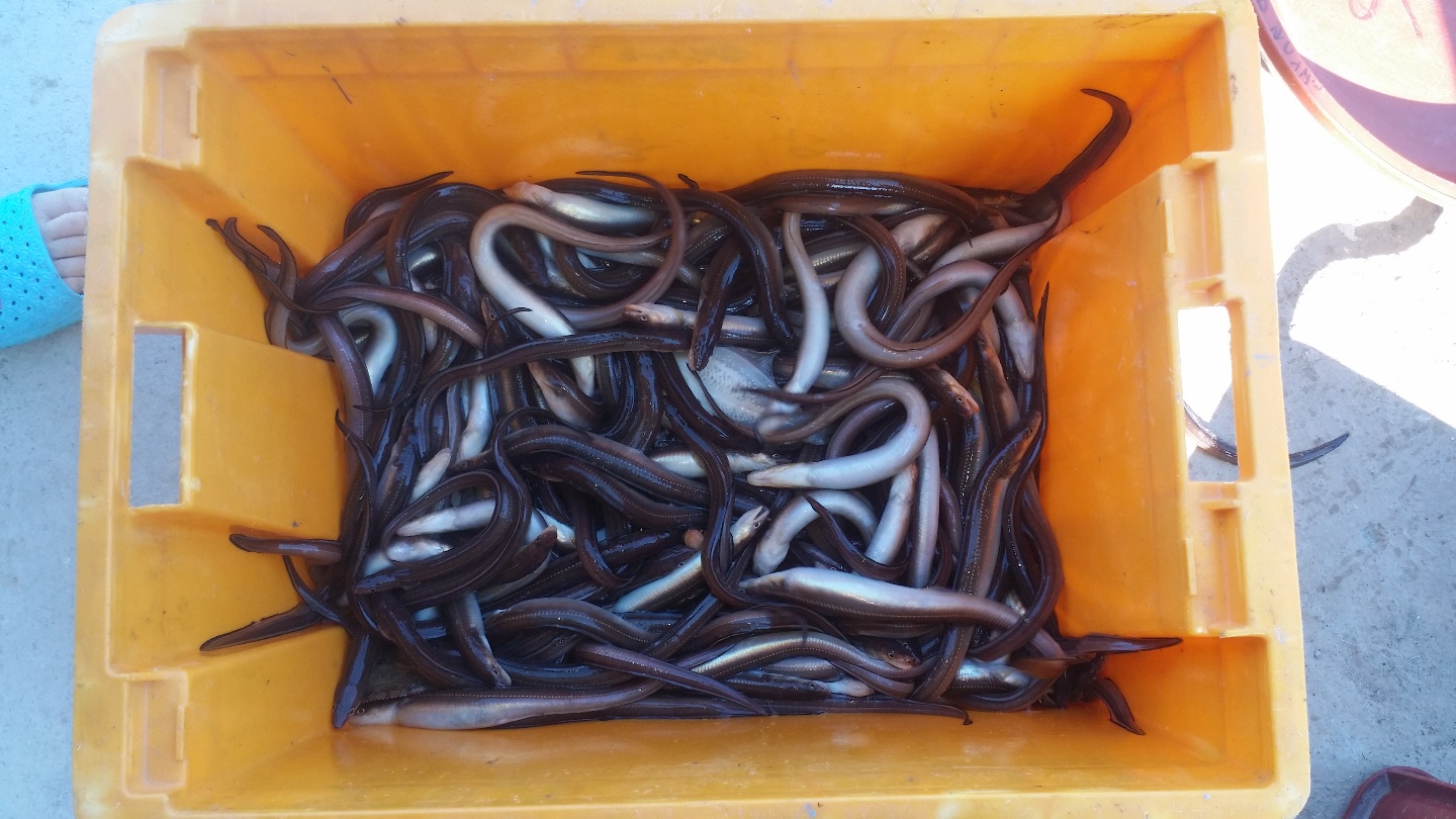 태영장어촌 사진 2