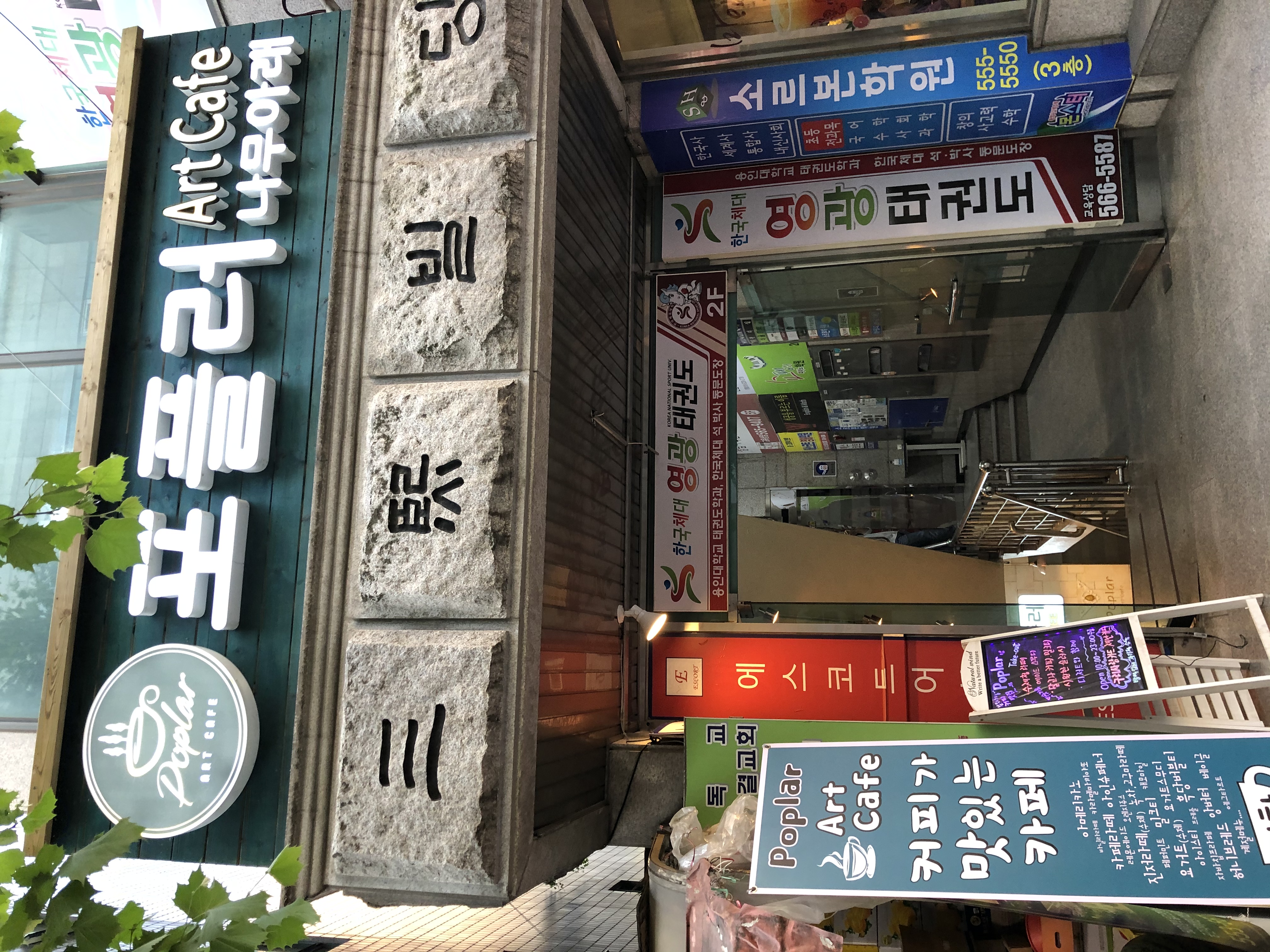 포플러 1