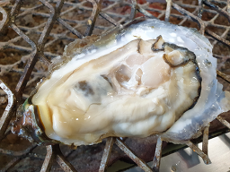 벚굴식당 사진 4