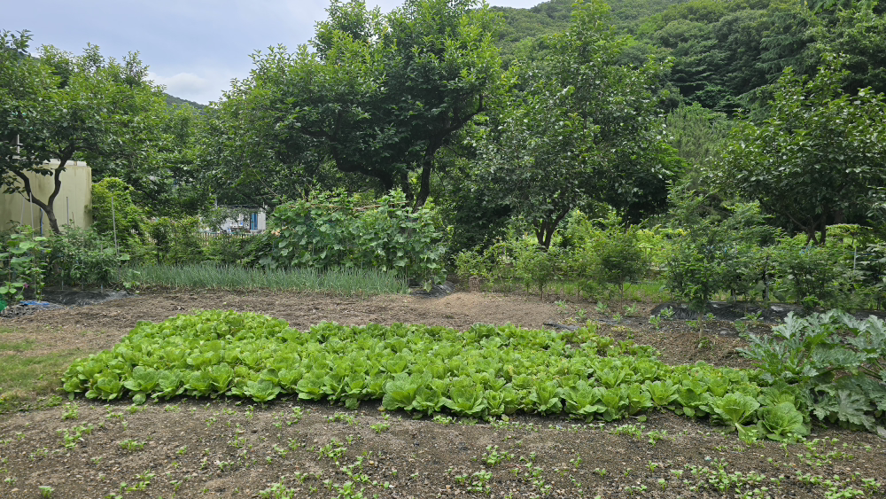 경백 사진 3