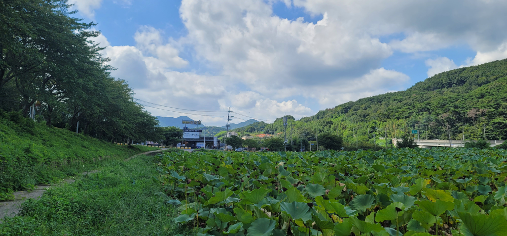곰내연밭식당 사진 6