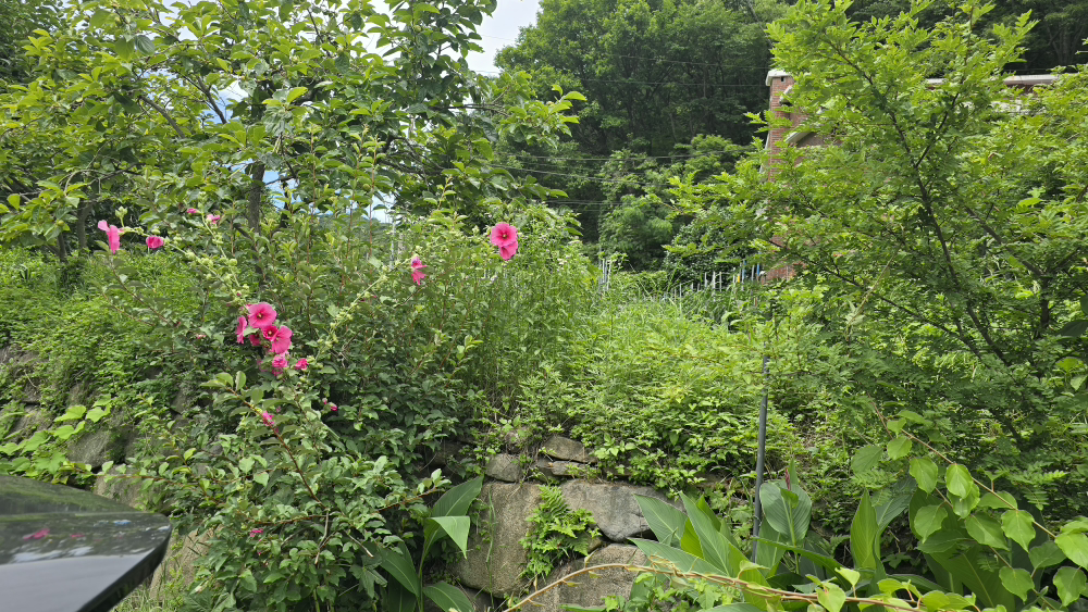 경백 사진 2