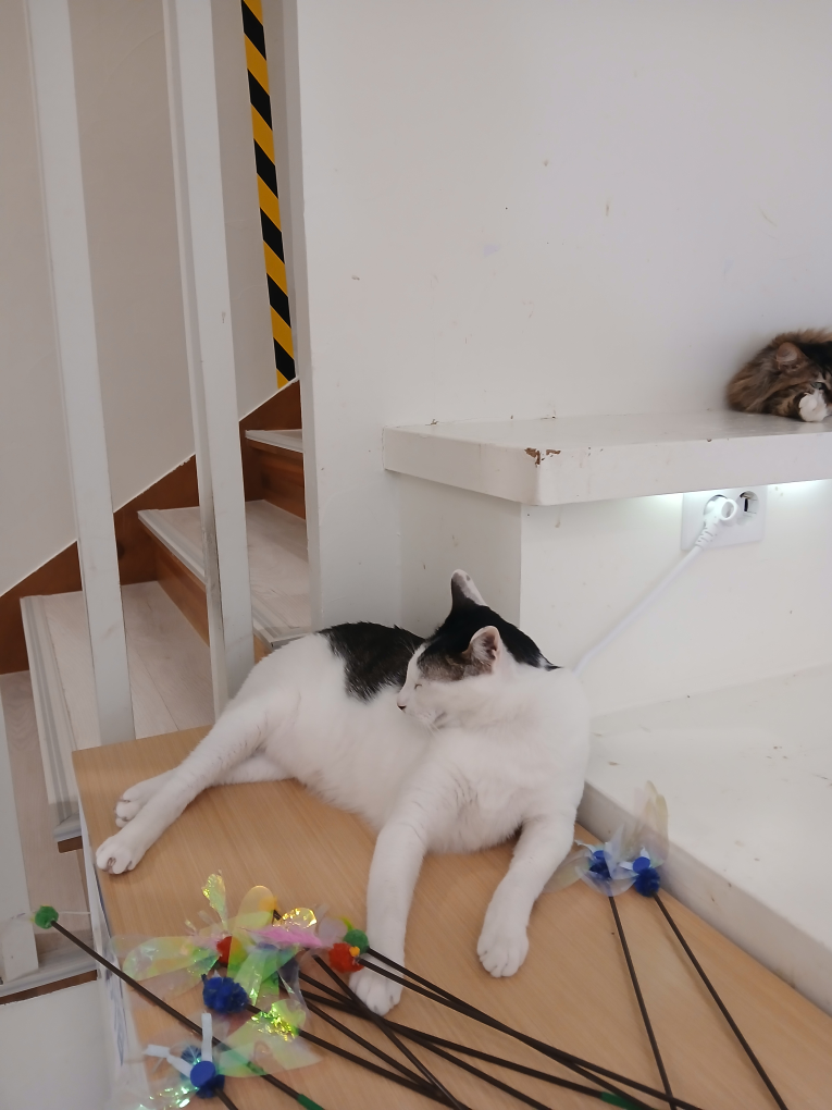 고양이네