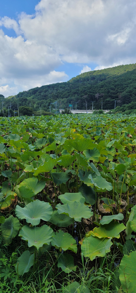 곰내연밭식당 사진 5