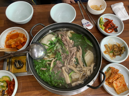 무궁화 사진 4