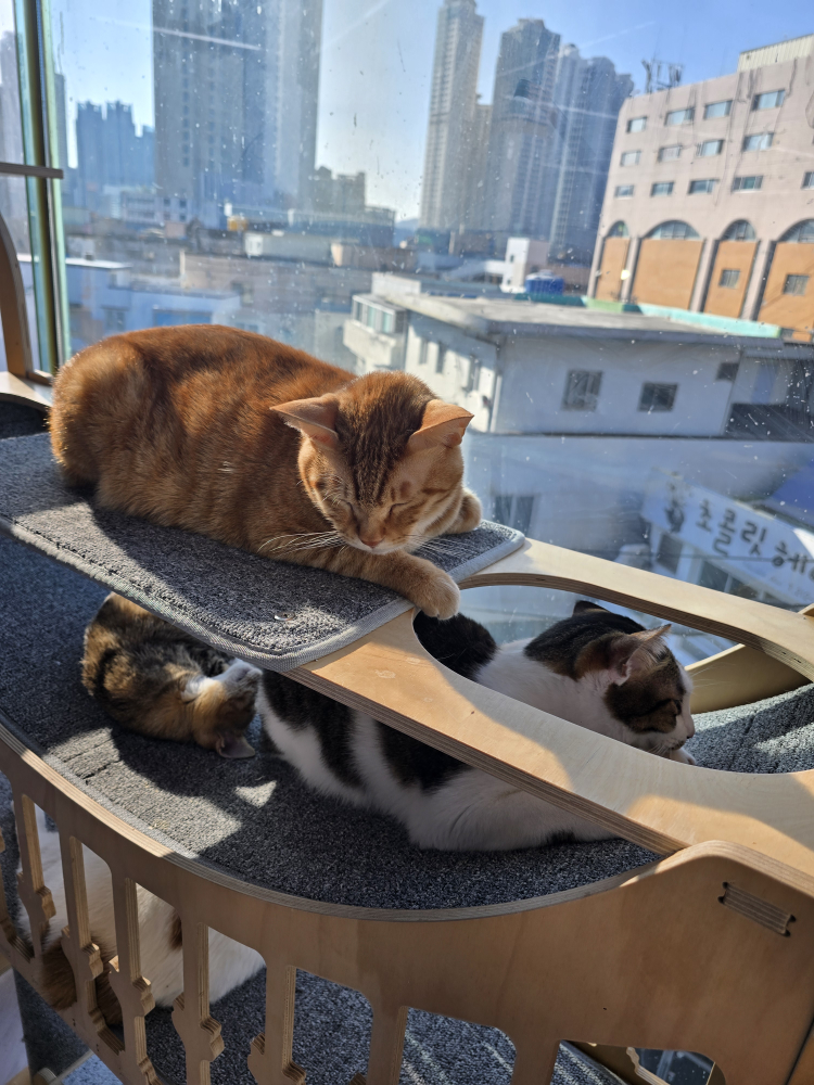 포유 사진 2