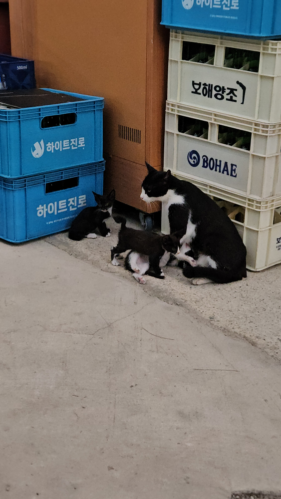 시루와콩 대표 사진