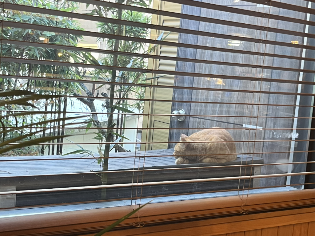 카페코이 사진 7