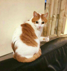 자담치킨 경주충효점 대표 사진