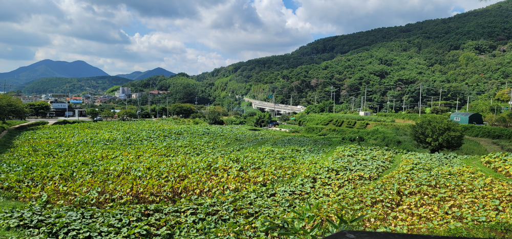 곰내연밭식당 사진 4