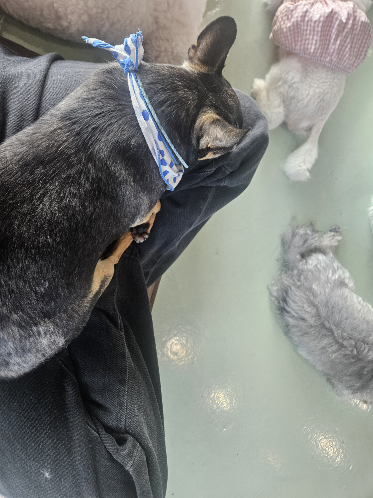 루이야학교가자