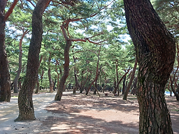 명성콩국수 대표 사진