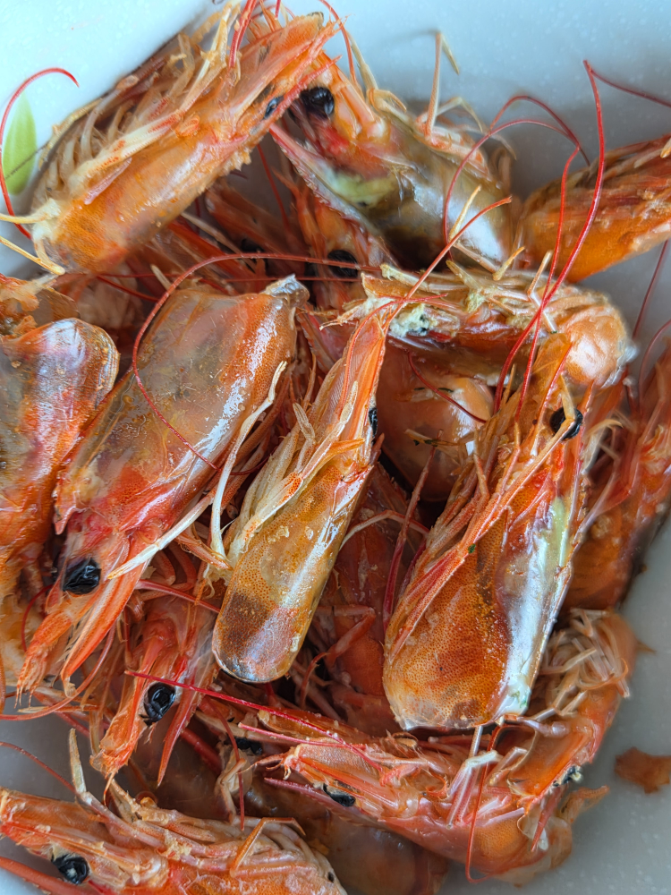 섬꽃새우 대표 사진