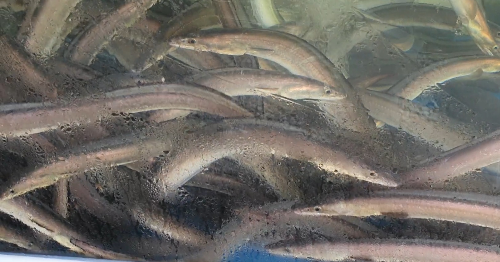 사계절해산물 사진 3