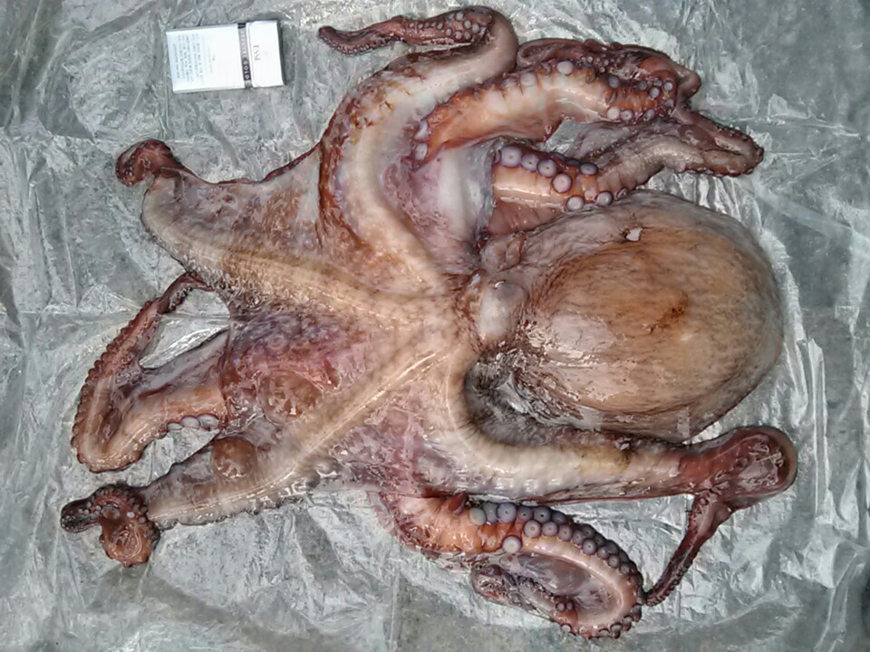 바다생각 사진 5