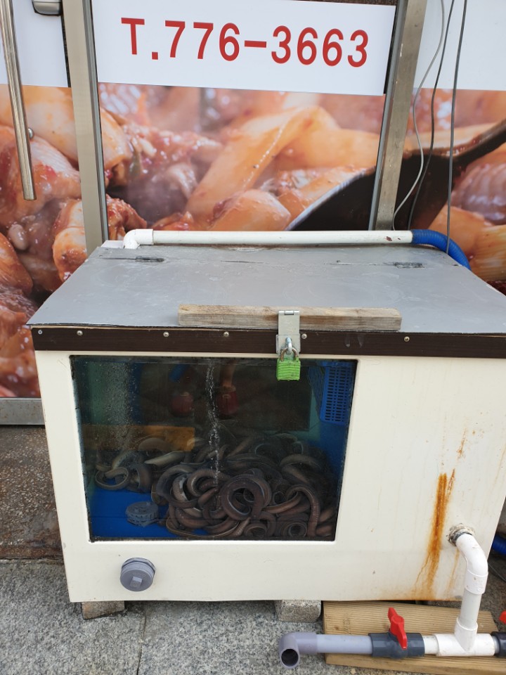 산곰장어 사진 4