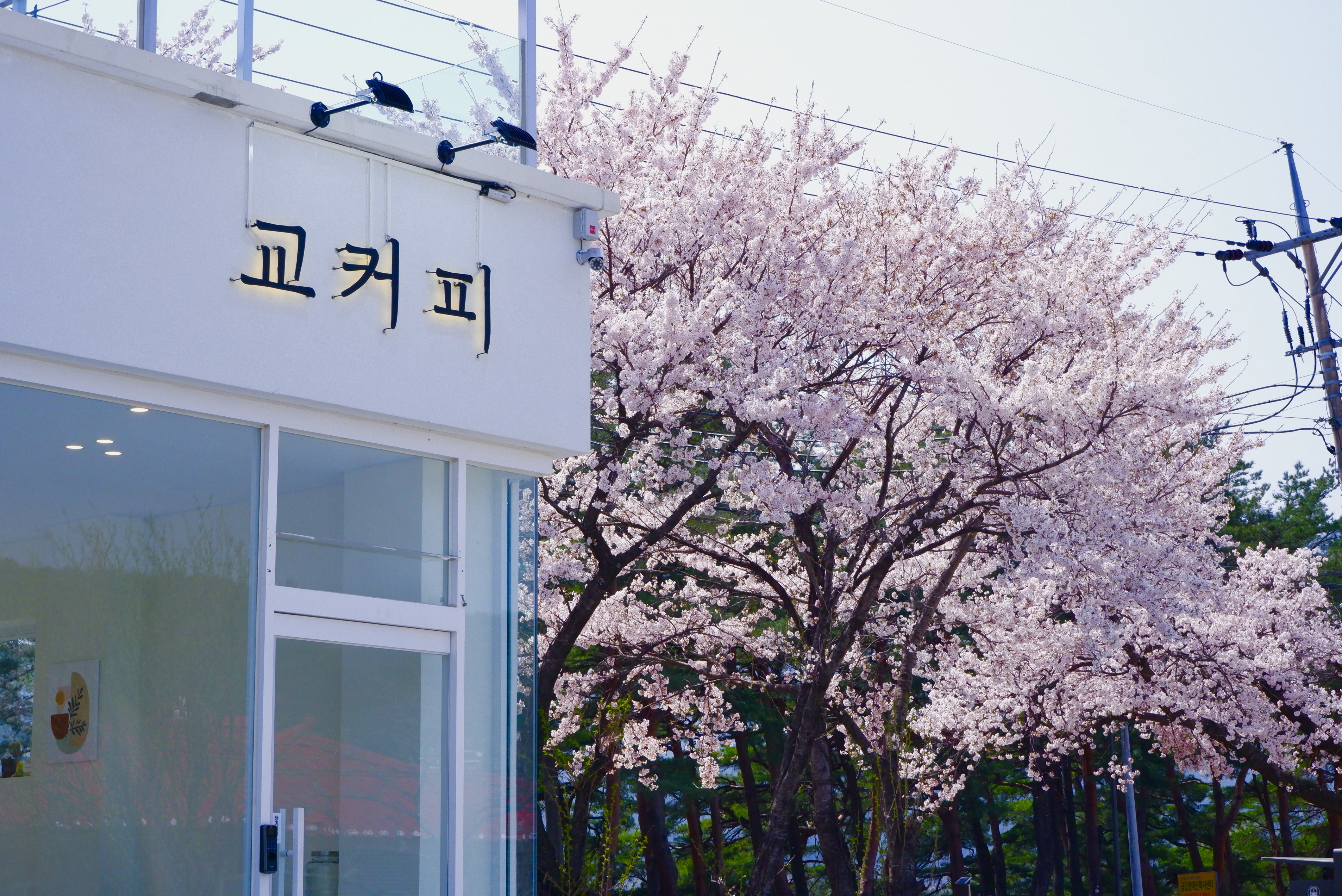 교커피 도문점