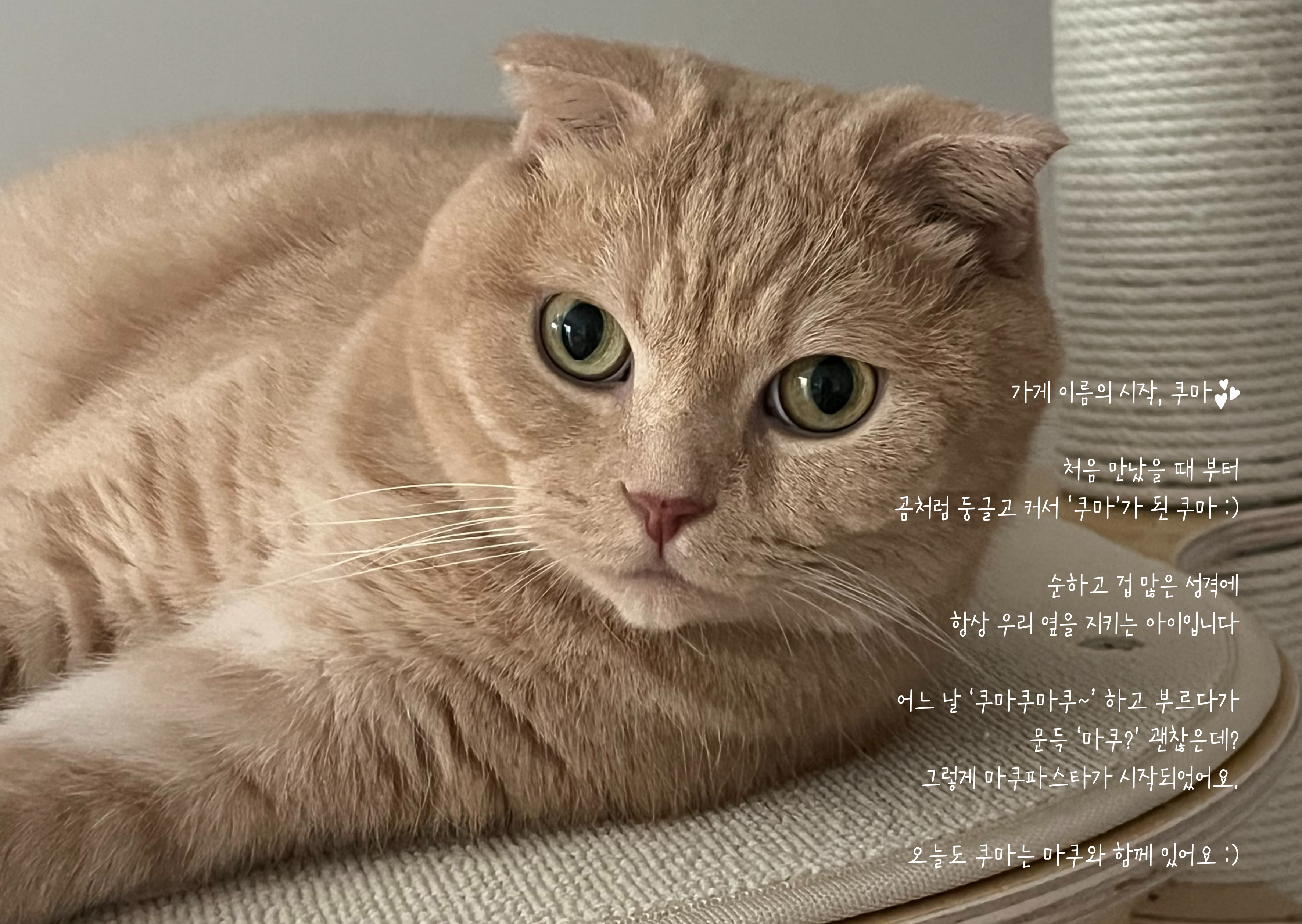 마쿠파스타 사진 5