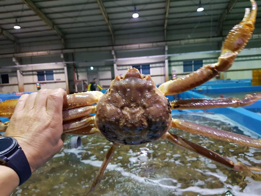 해신킹크랩대게 사진 5