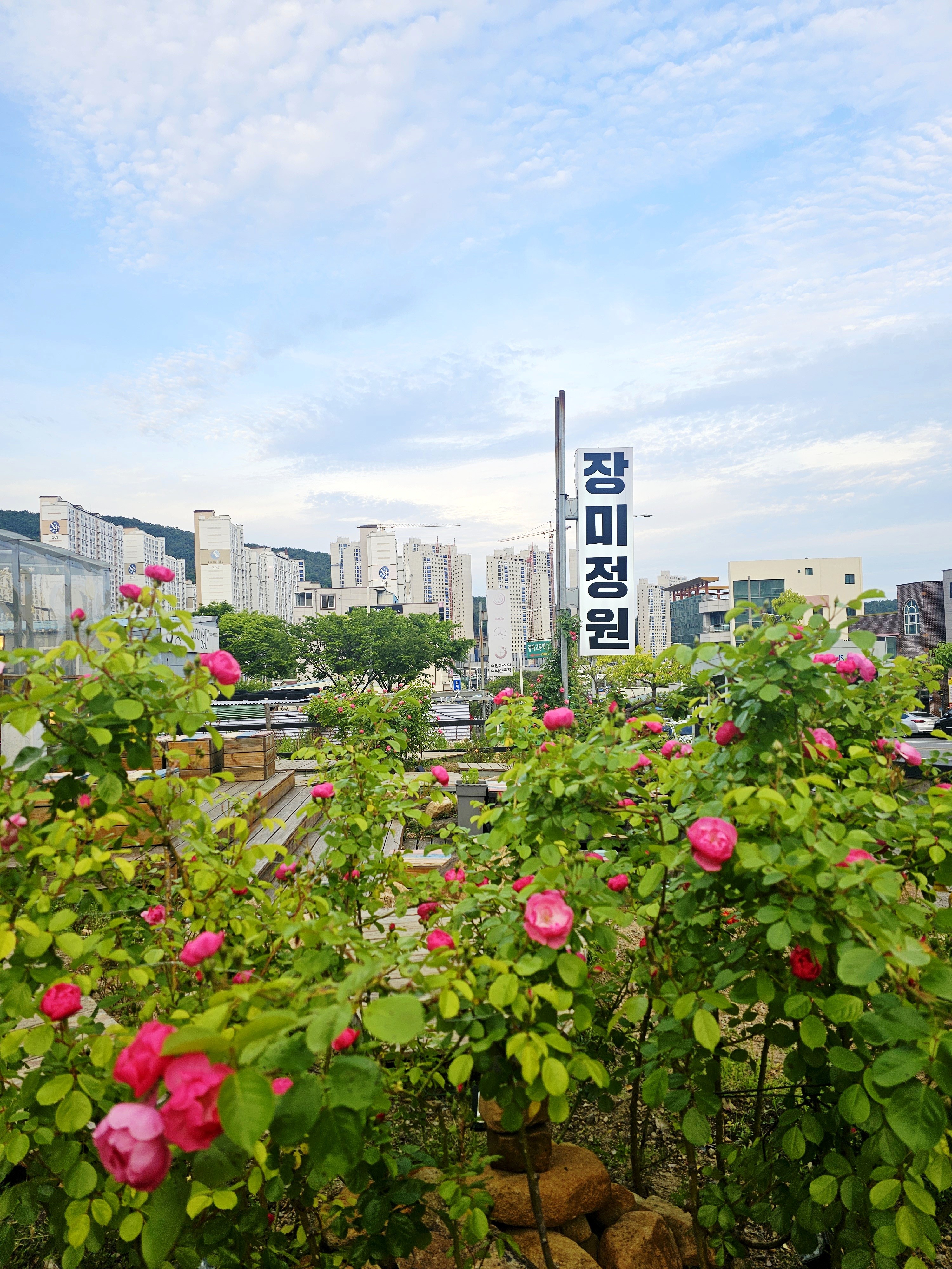 장미정원 대표 사진