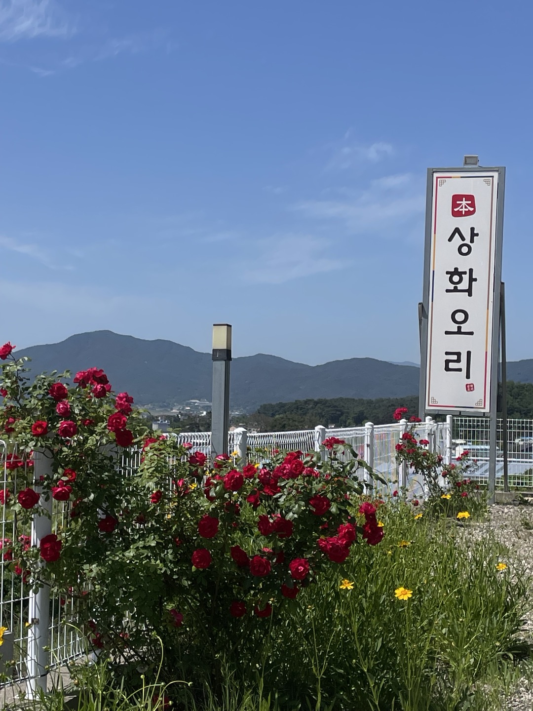상화오리 사진 8