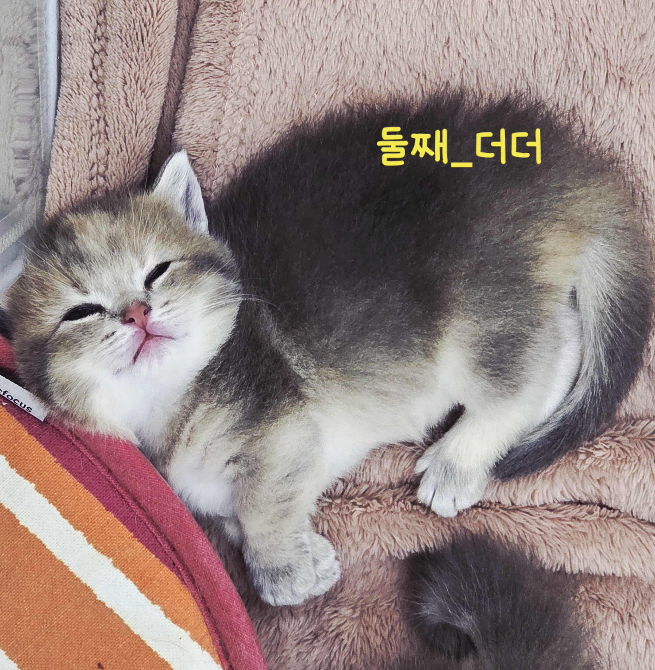 캣플헤븐 일산탄현점