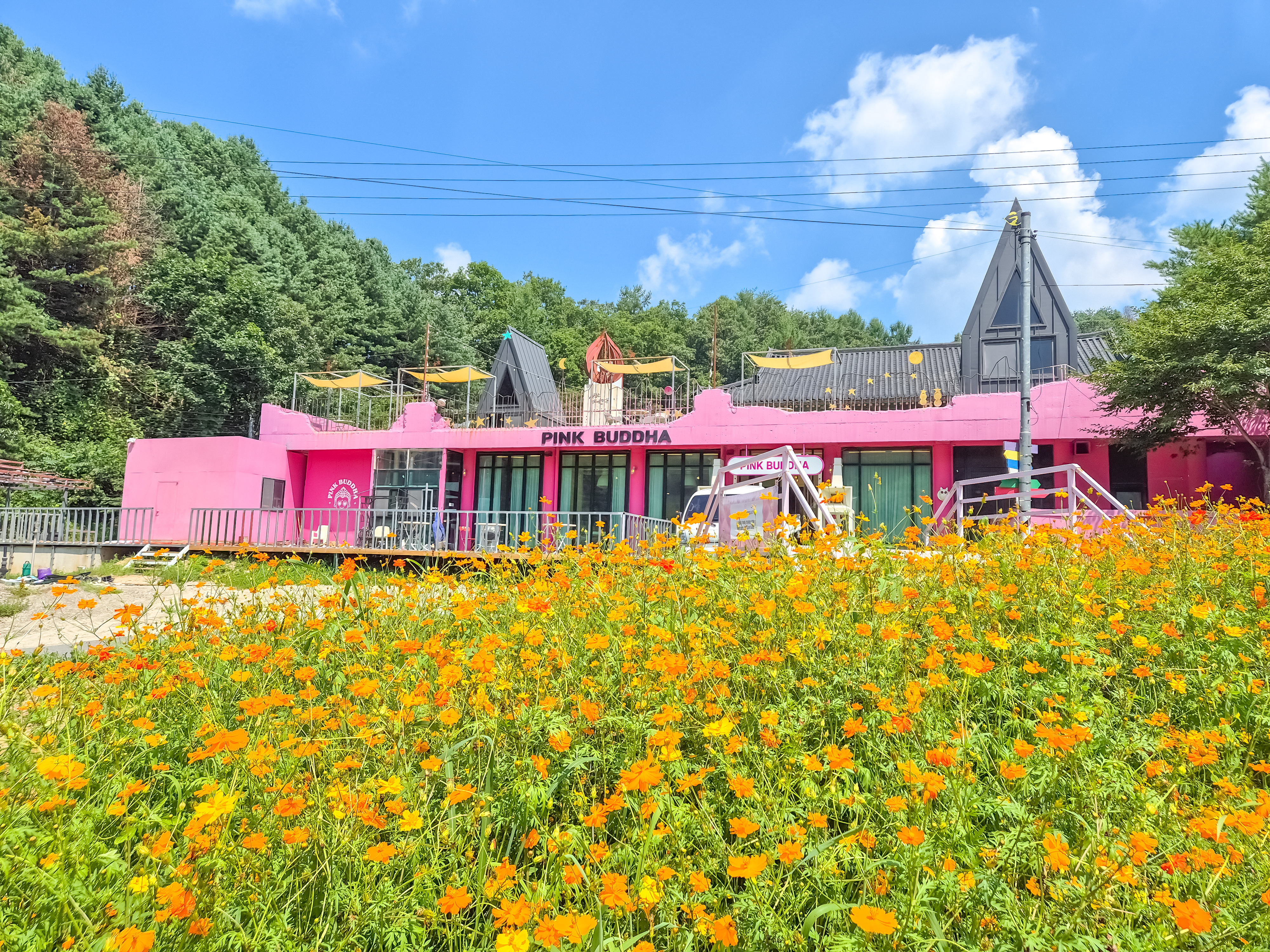 핑크부다