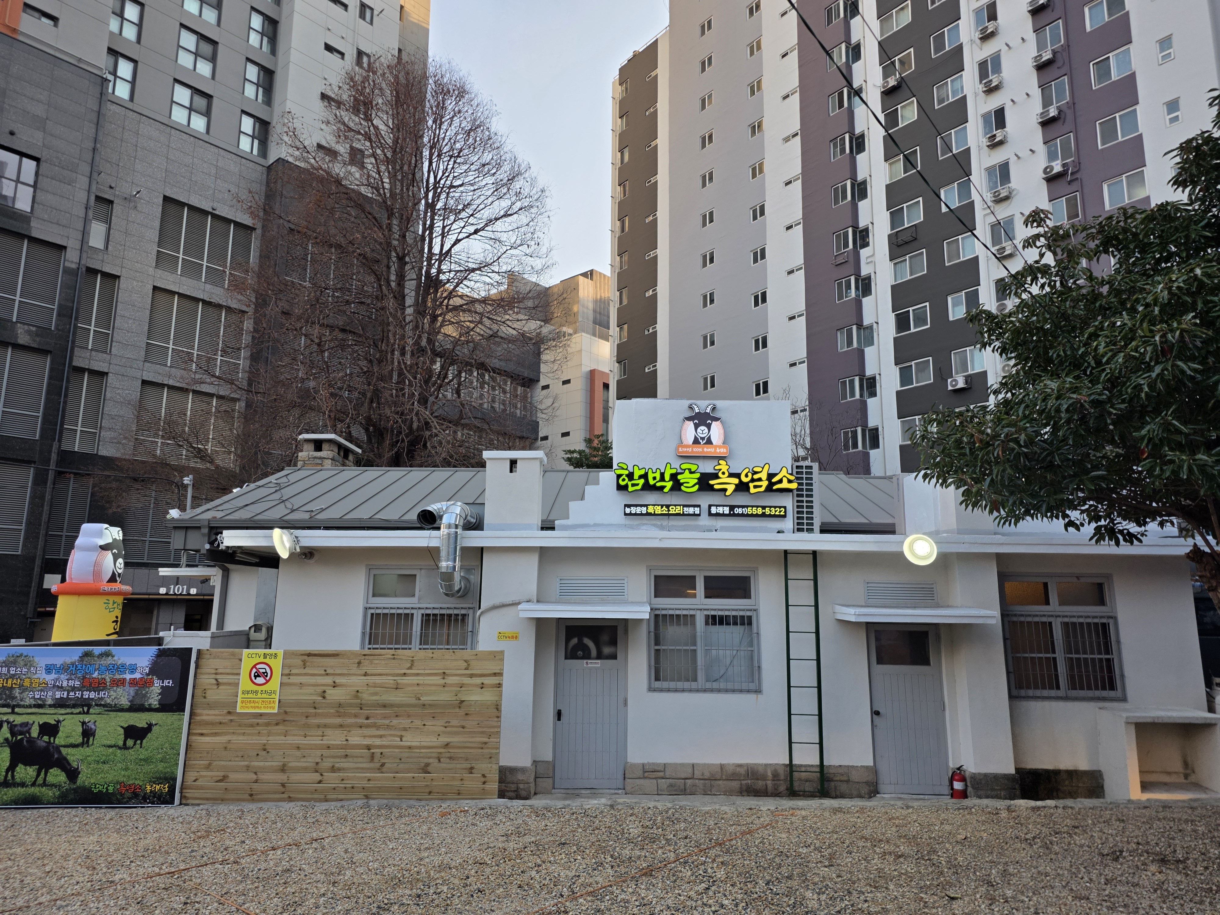 함박골흑염소 사진 2