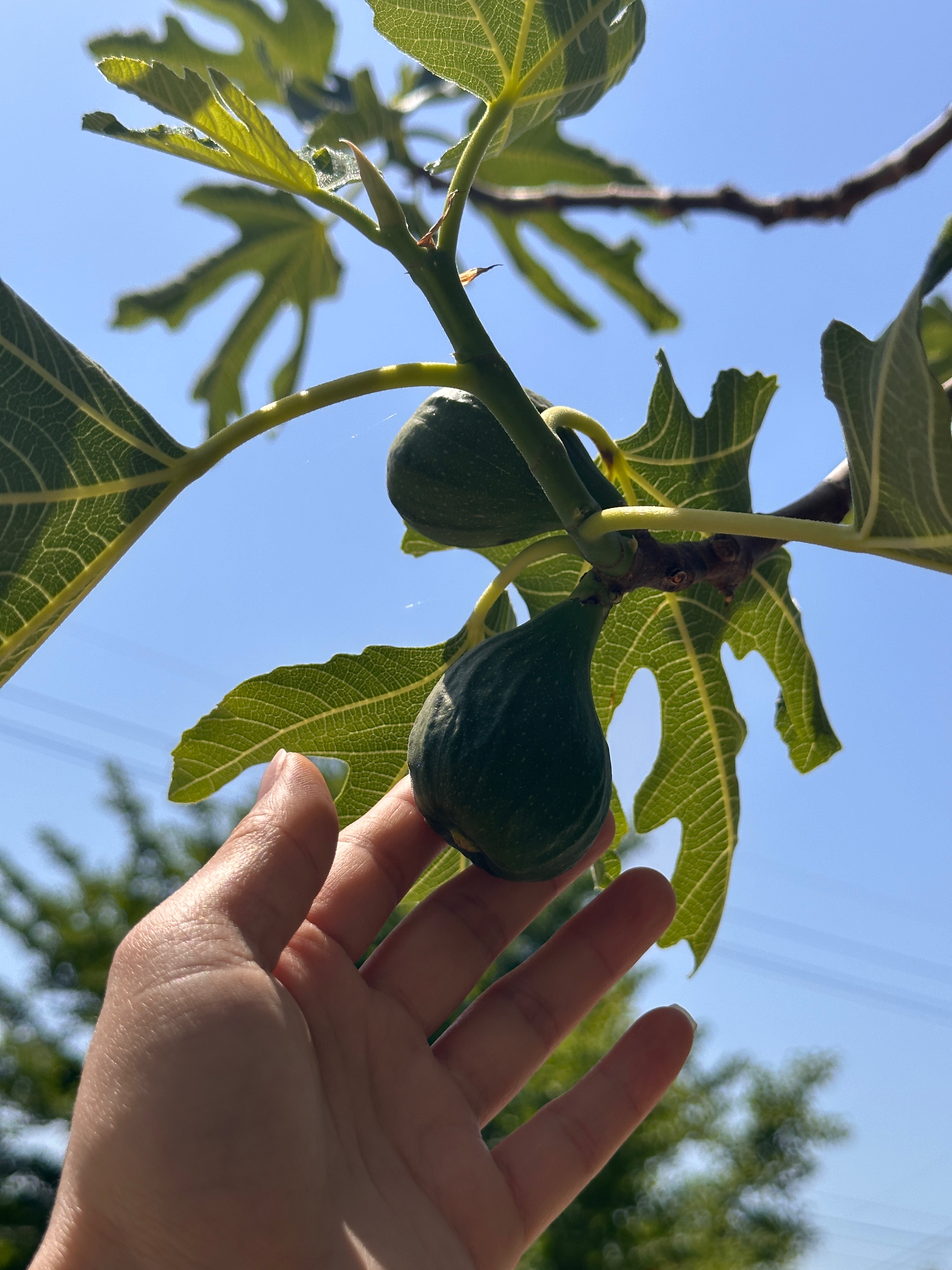 하동팔팔민물장어 사진 7