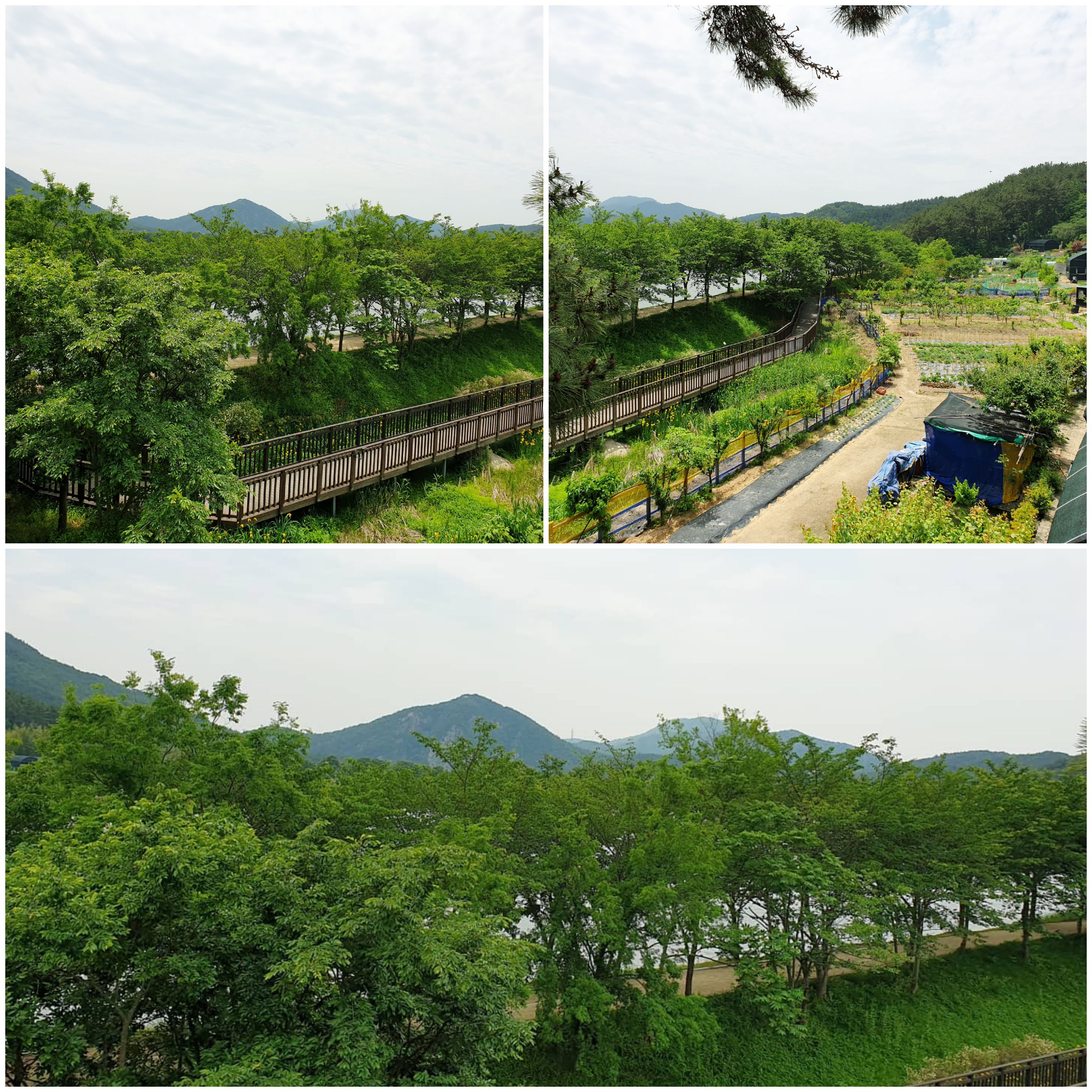 선동꿩집 사진 5