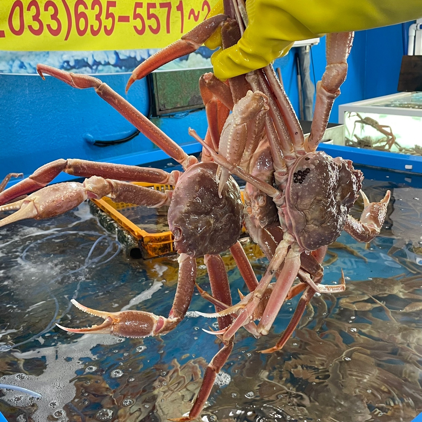 비치대게직판장 2