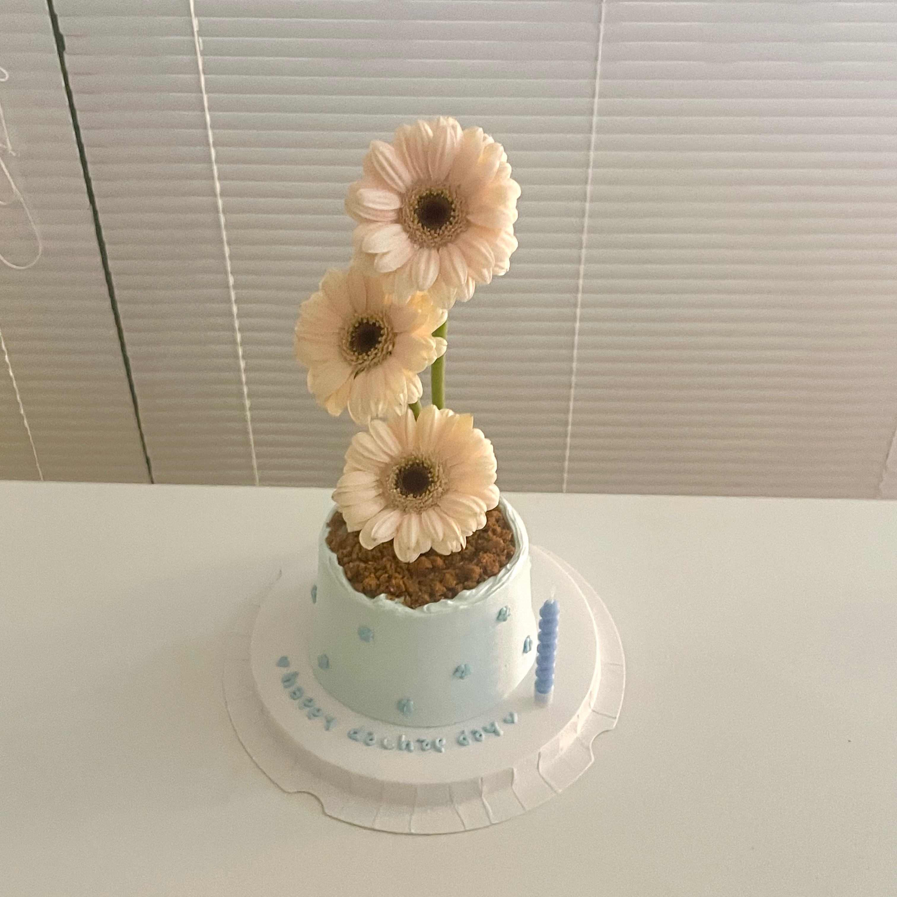 코시 사진 2