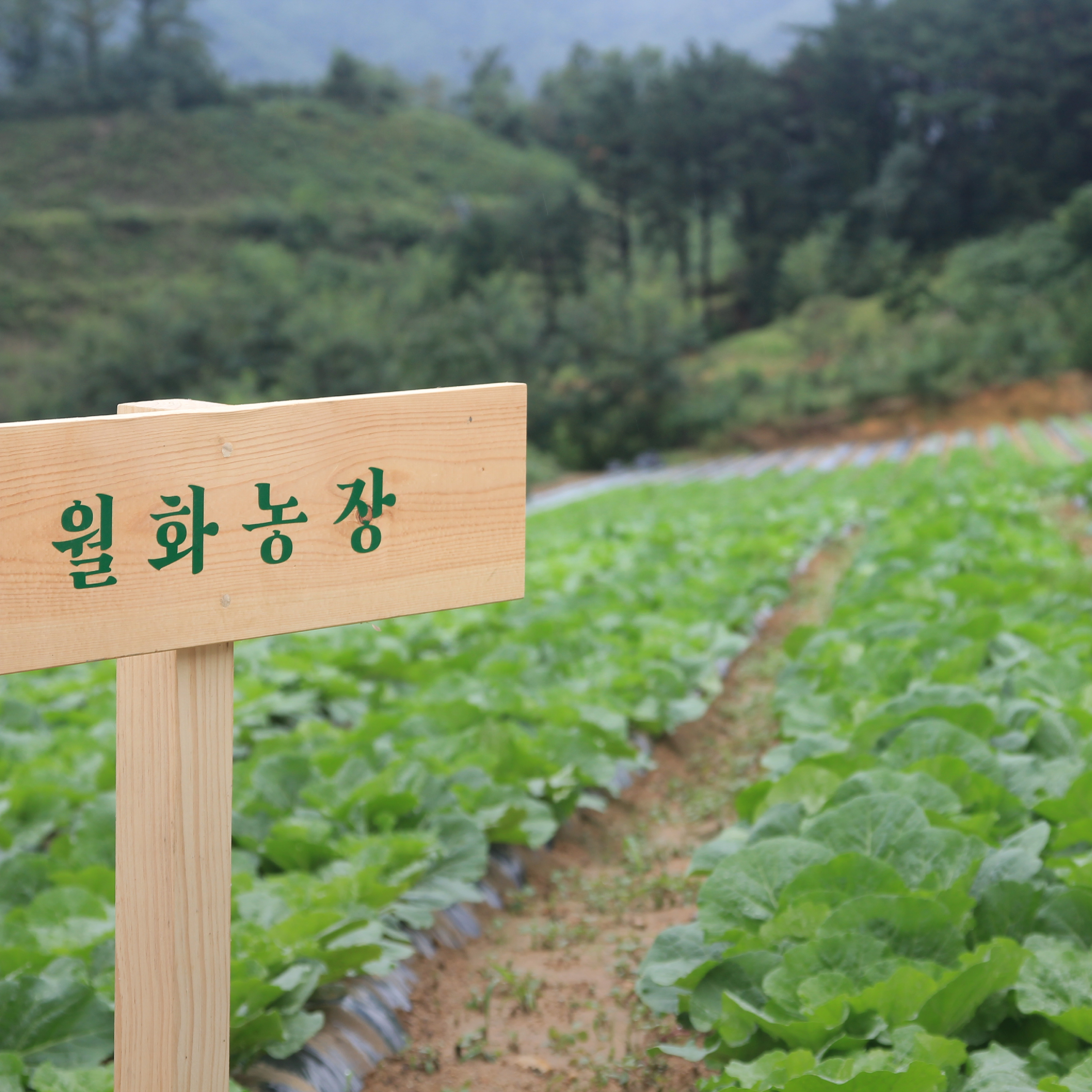 월화식당 신도림점 사진 3