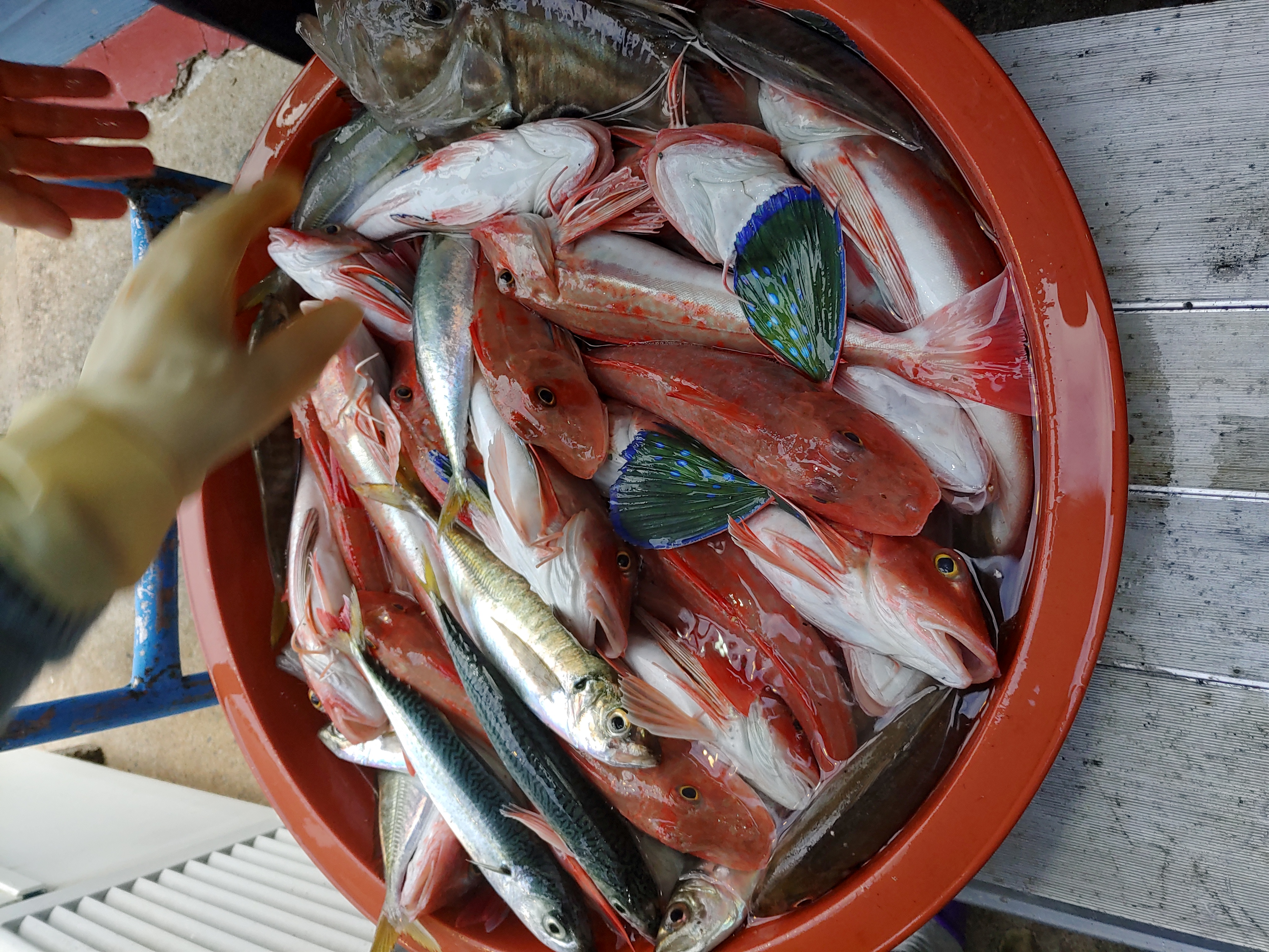 하루방횟집 사진 5