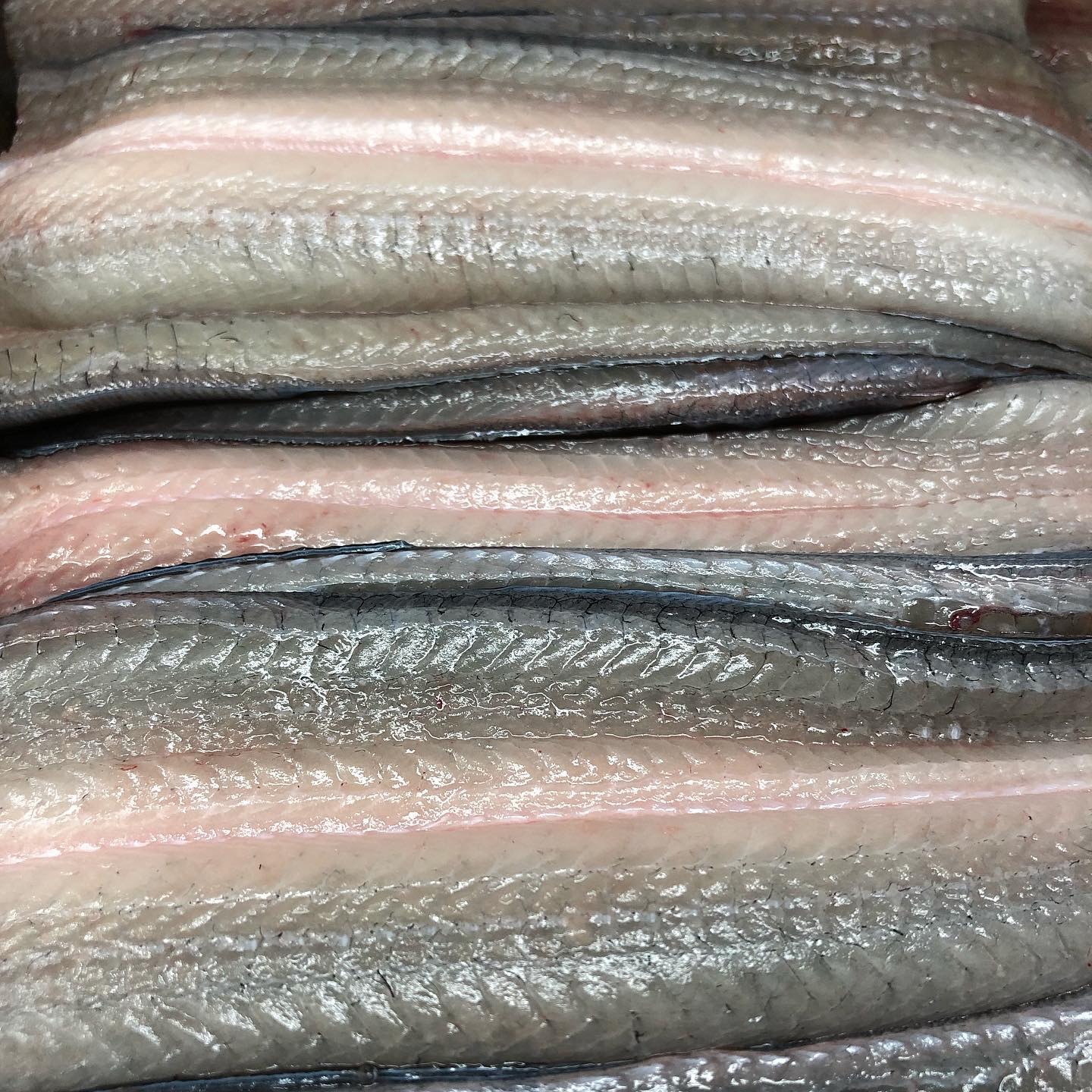 Jangeosidae (장어시대) 3