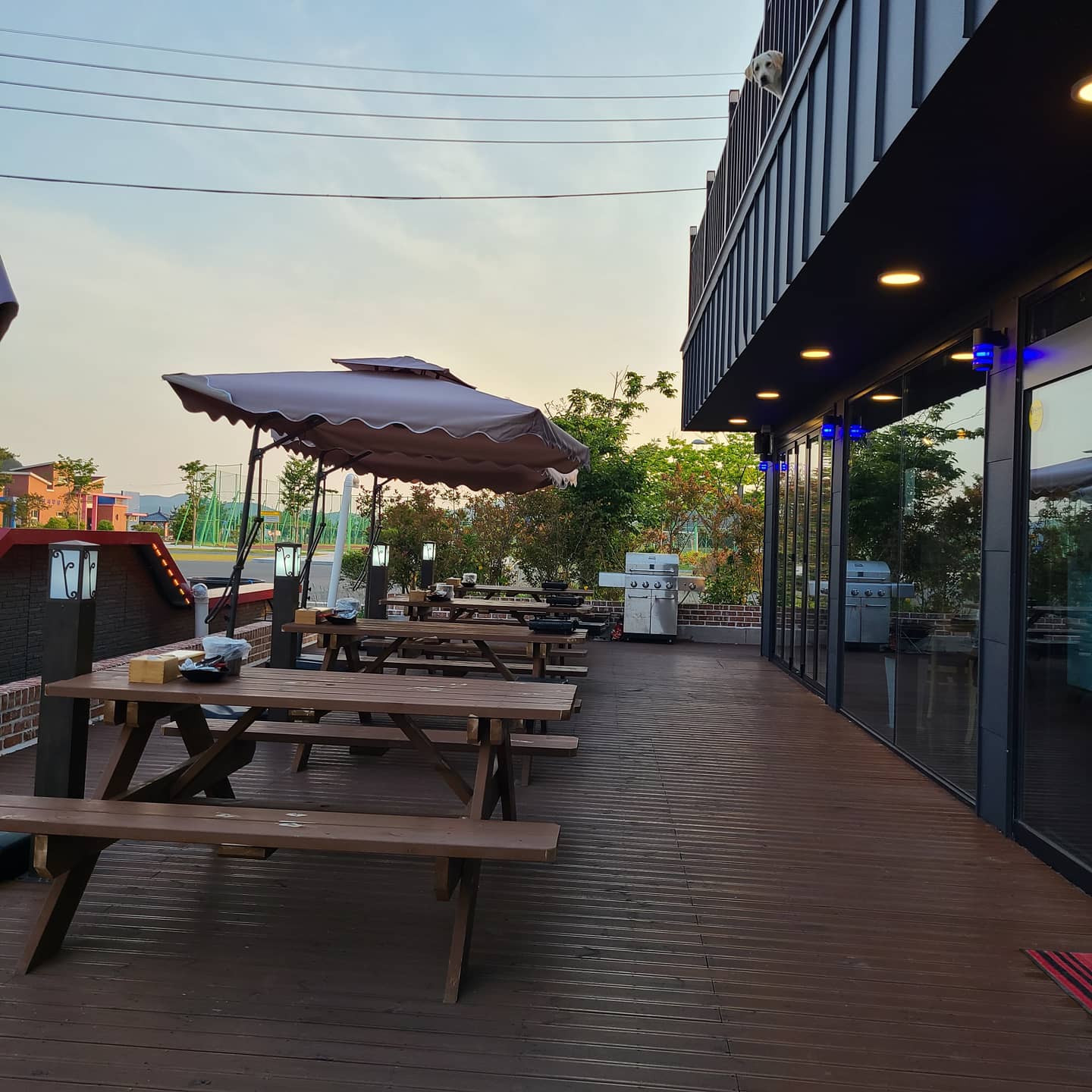 도시새우 사진 2