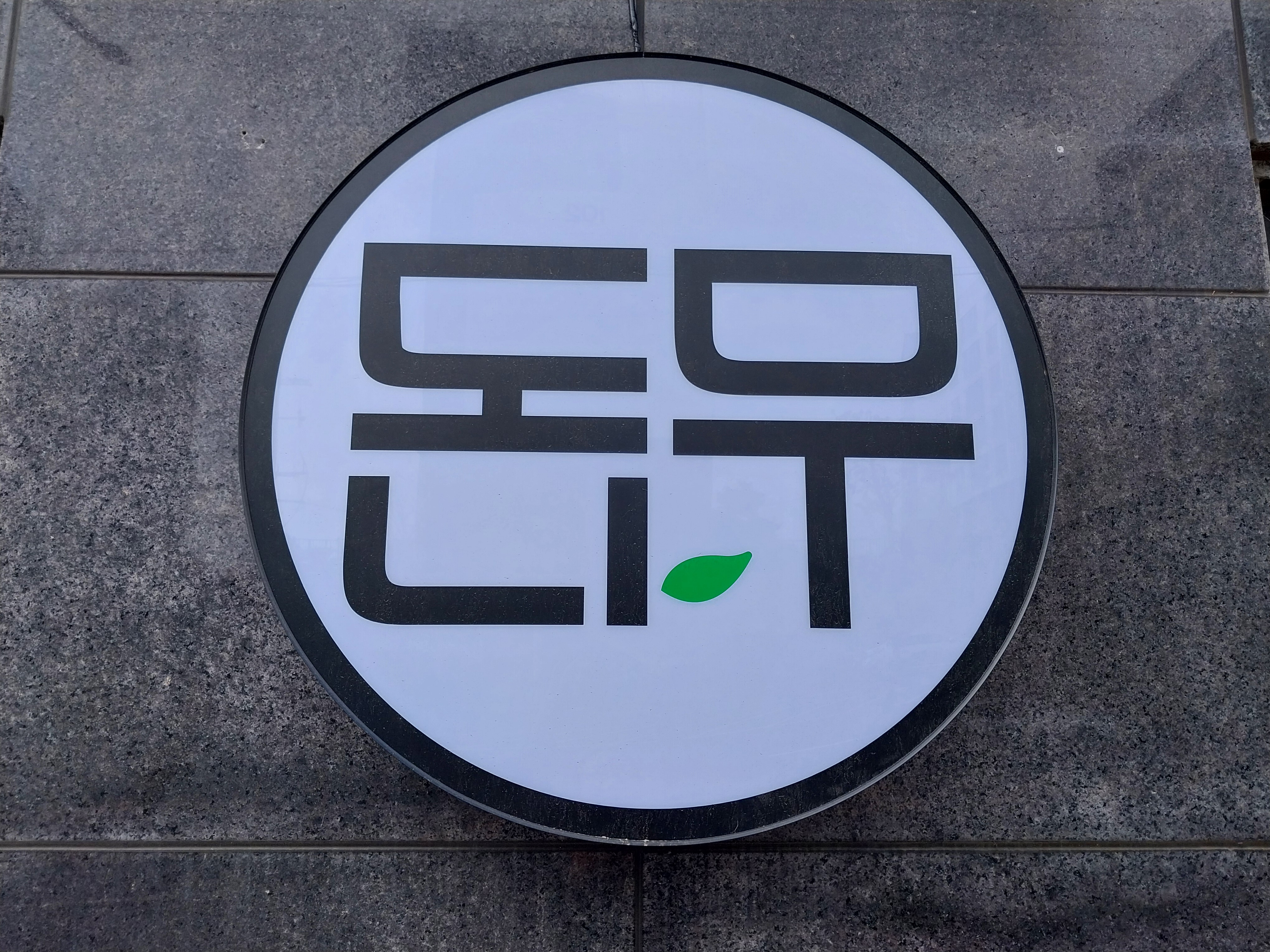 편백돈나무 사진 8