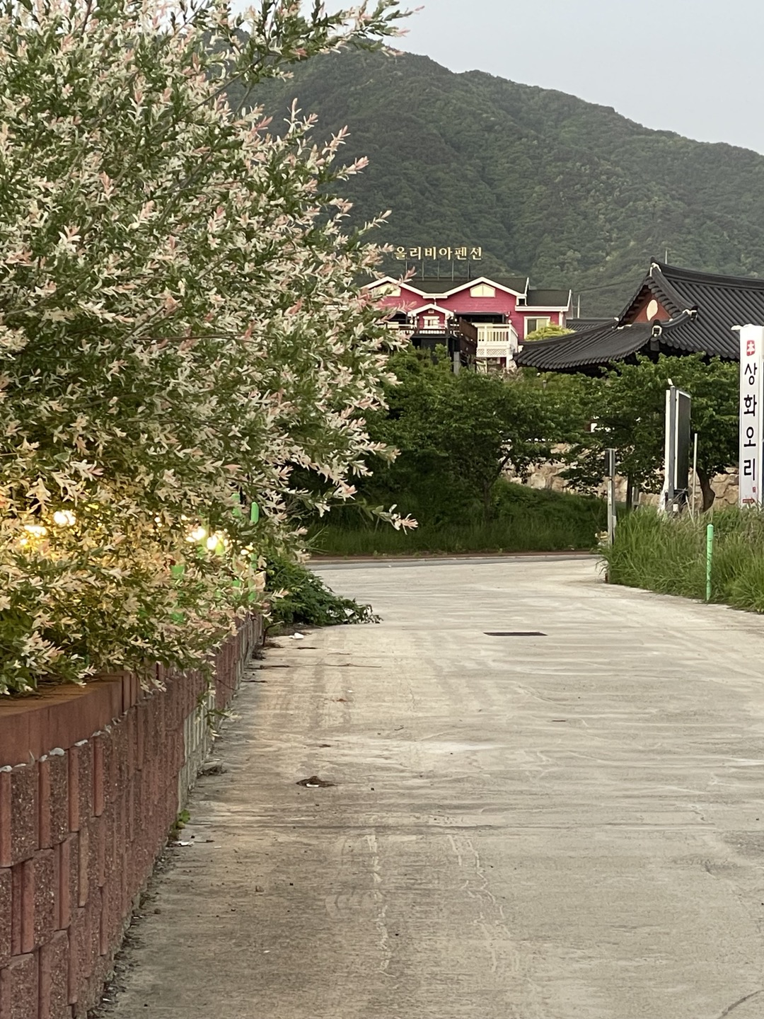 상화오리 사진 6