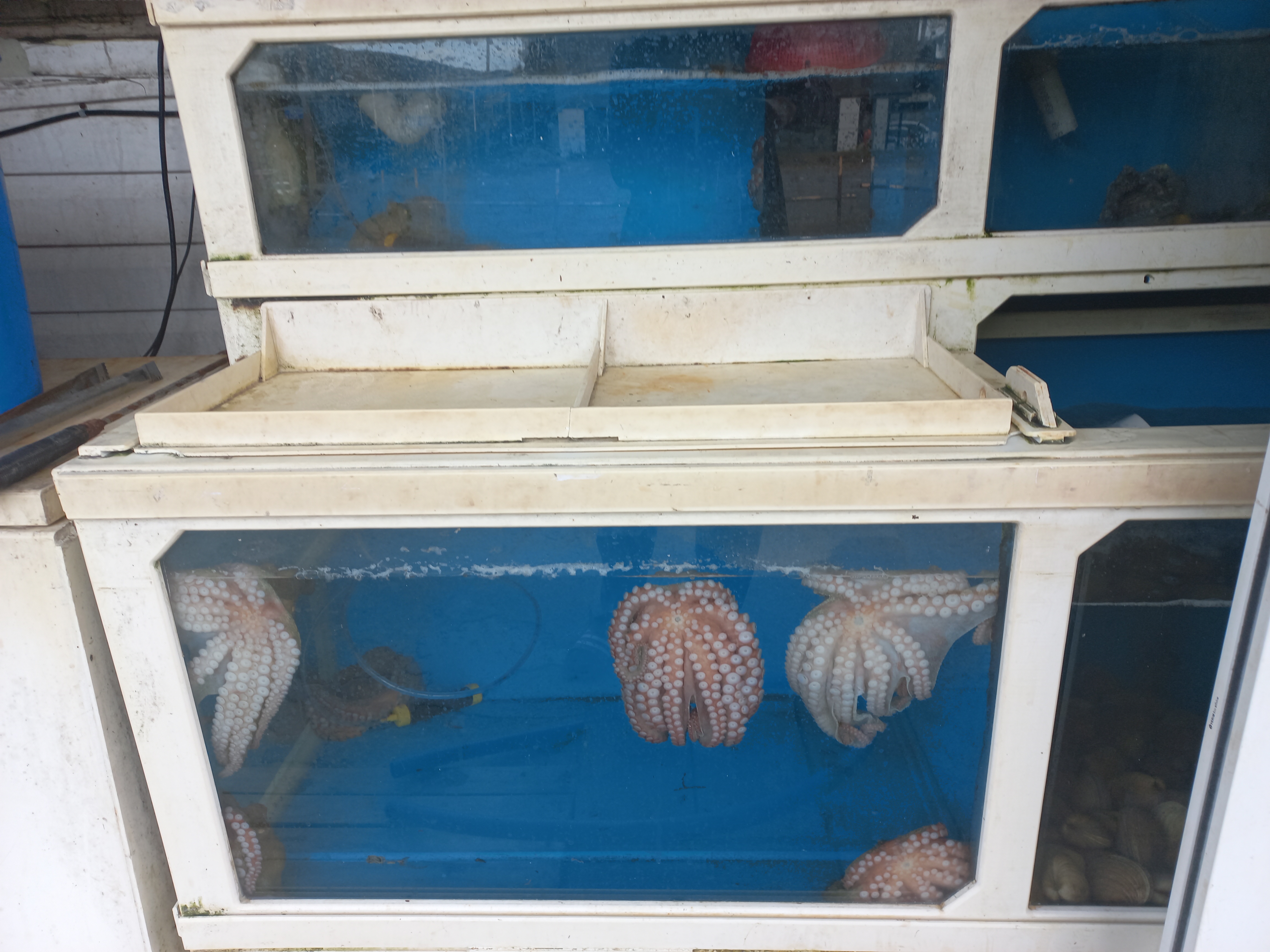 해물궁 5