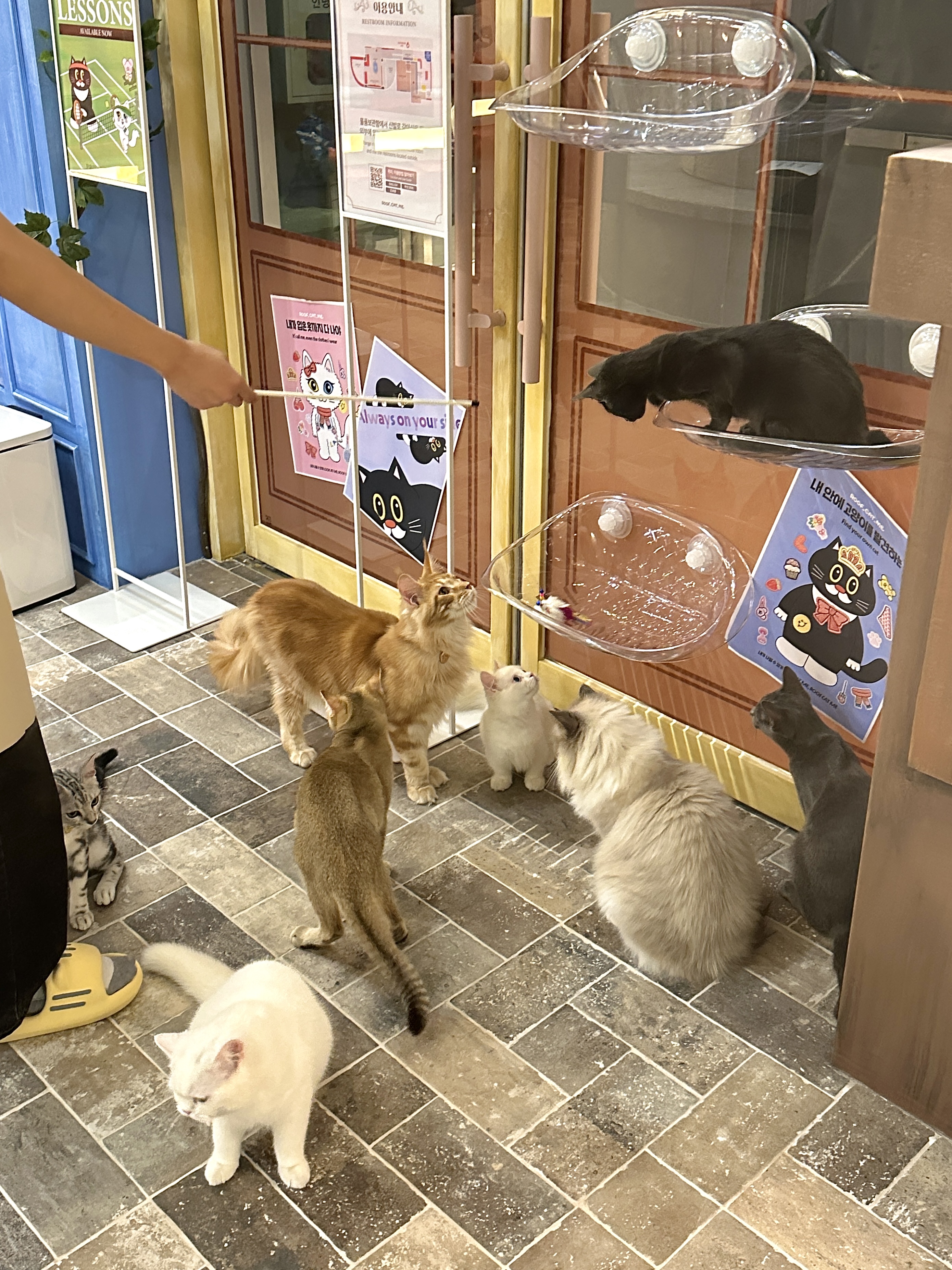 루프캣미 고양이카페 홍대점 사진 7