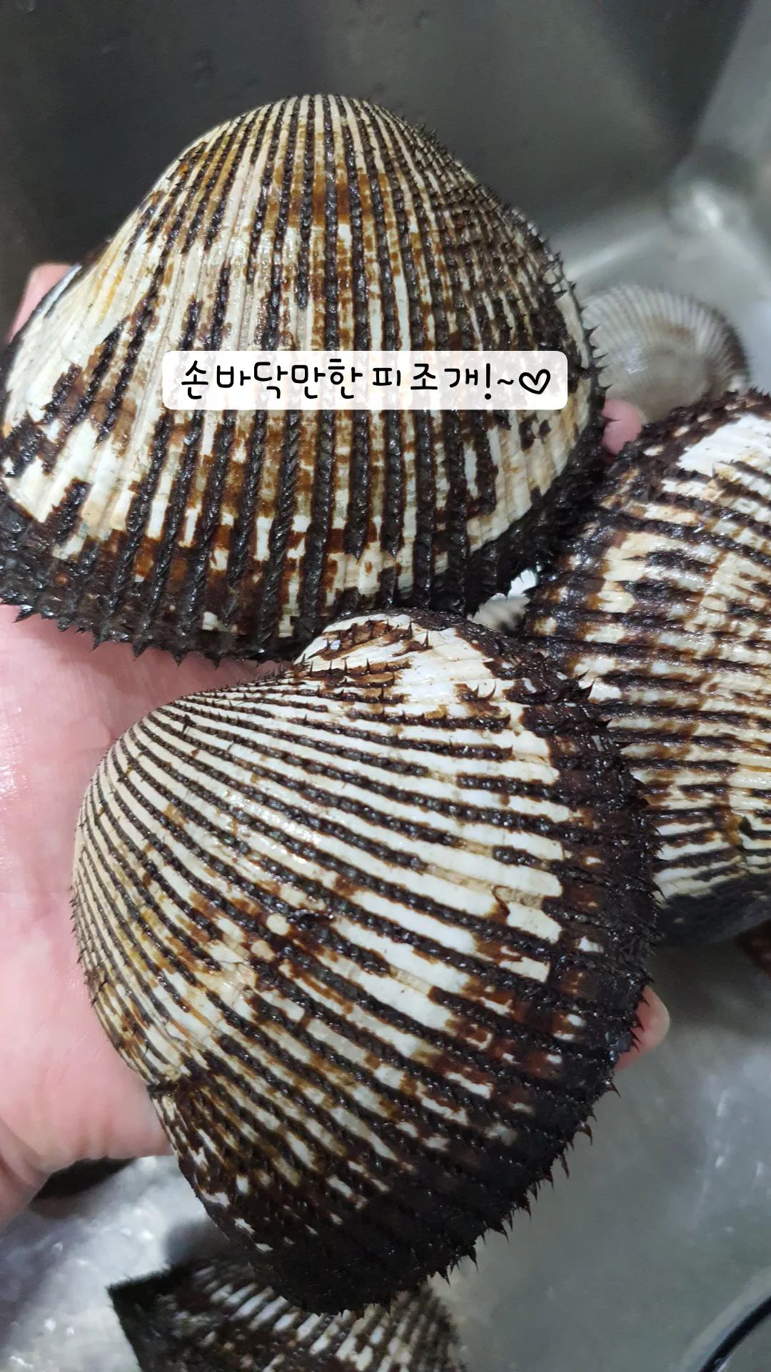 스시윤 사진 6