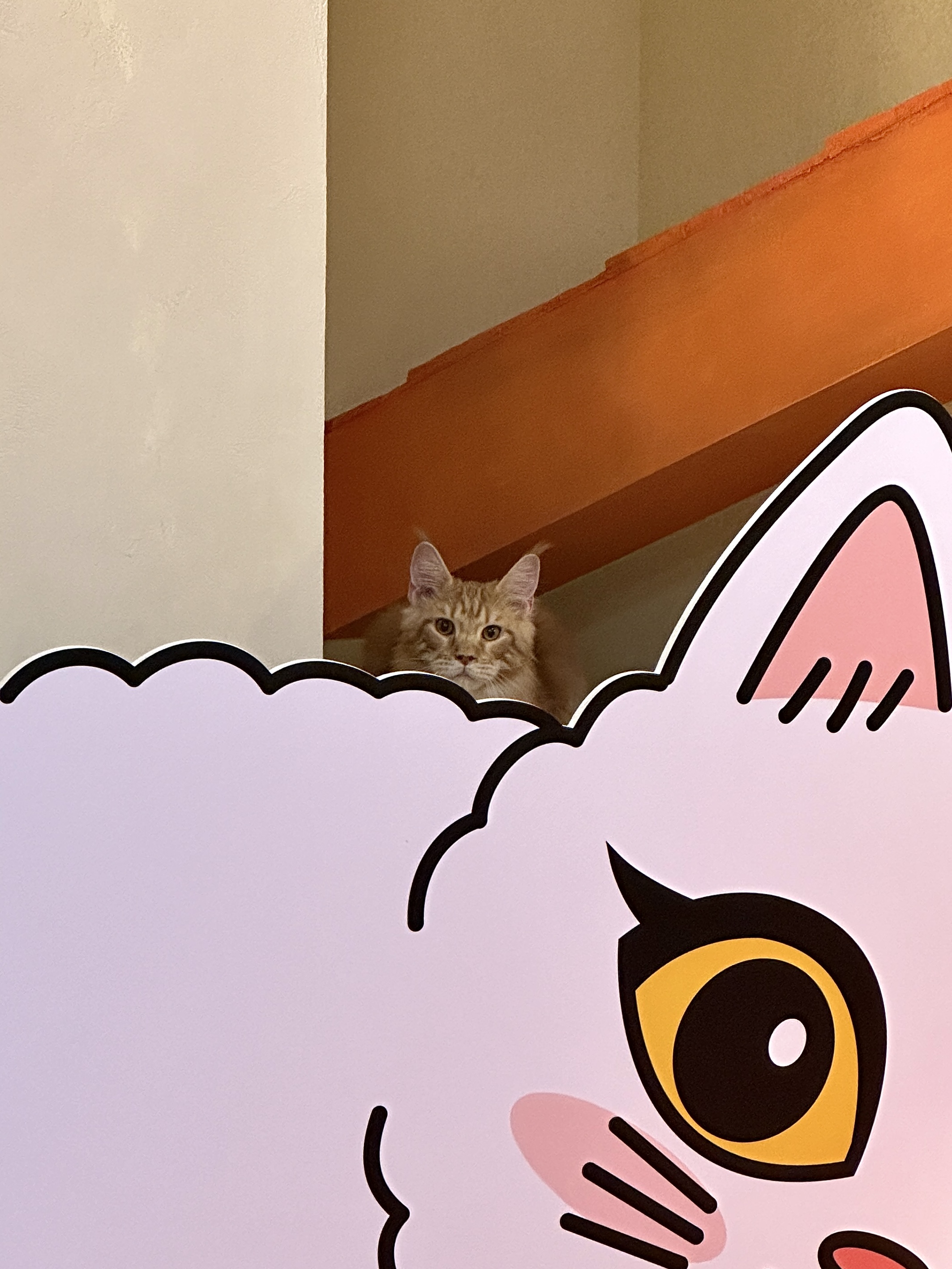루프캣미 고양이카페 홍대점 사진 6