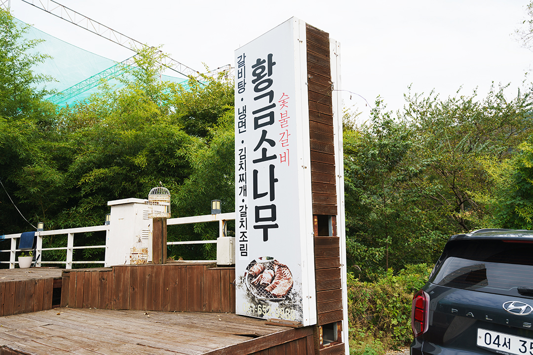 황금소나무 대표 사진