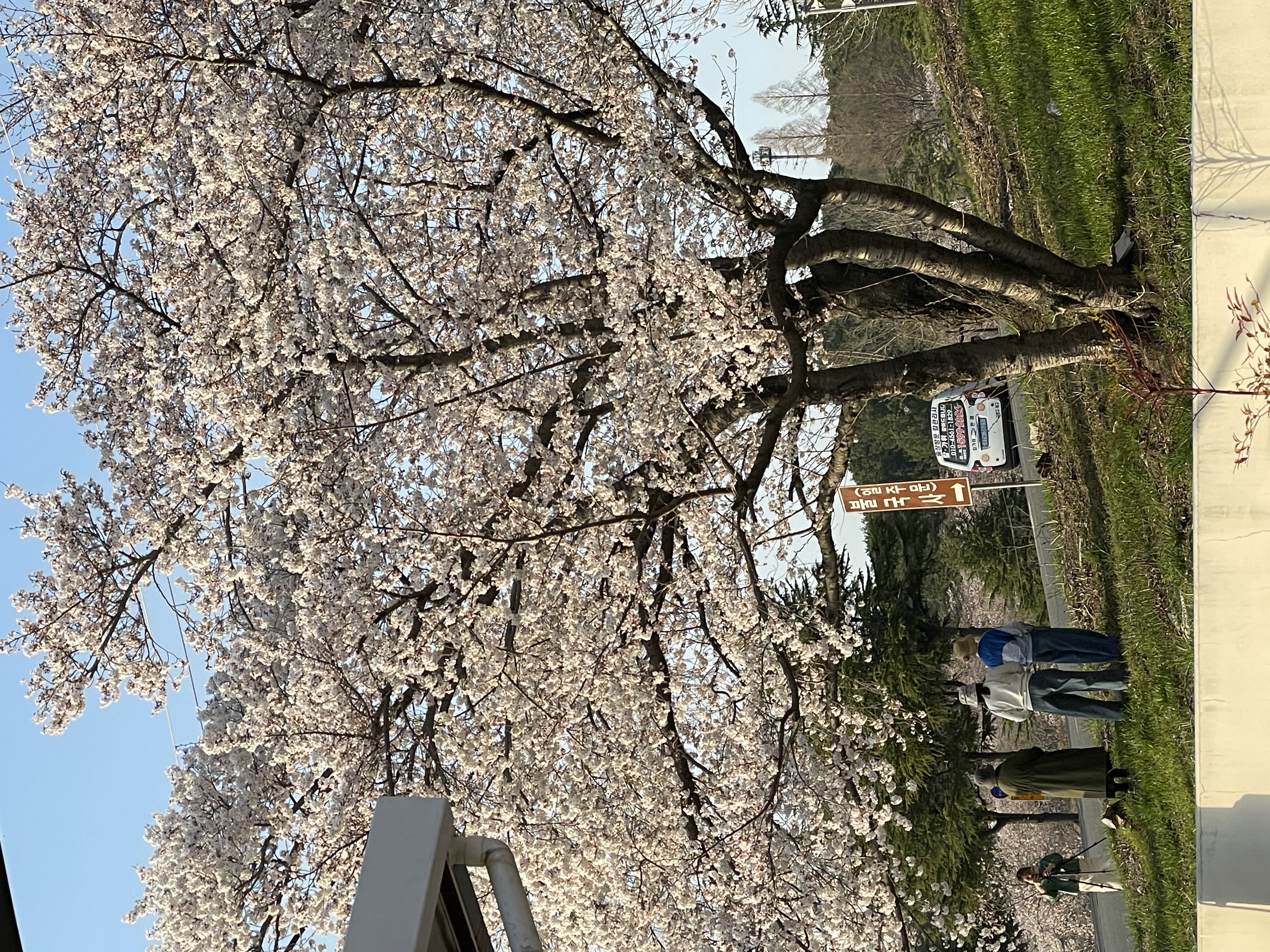 메이플 4