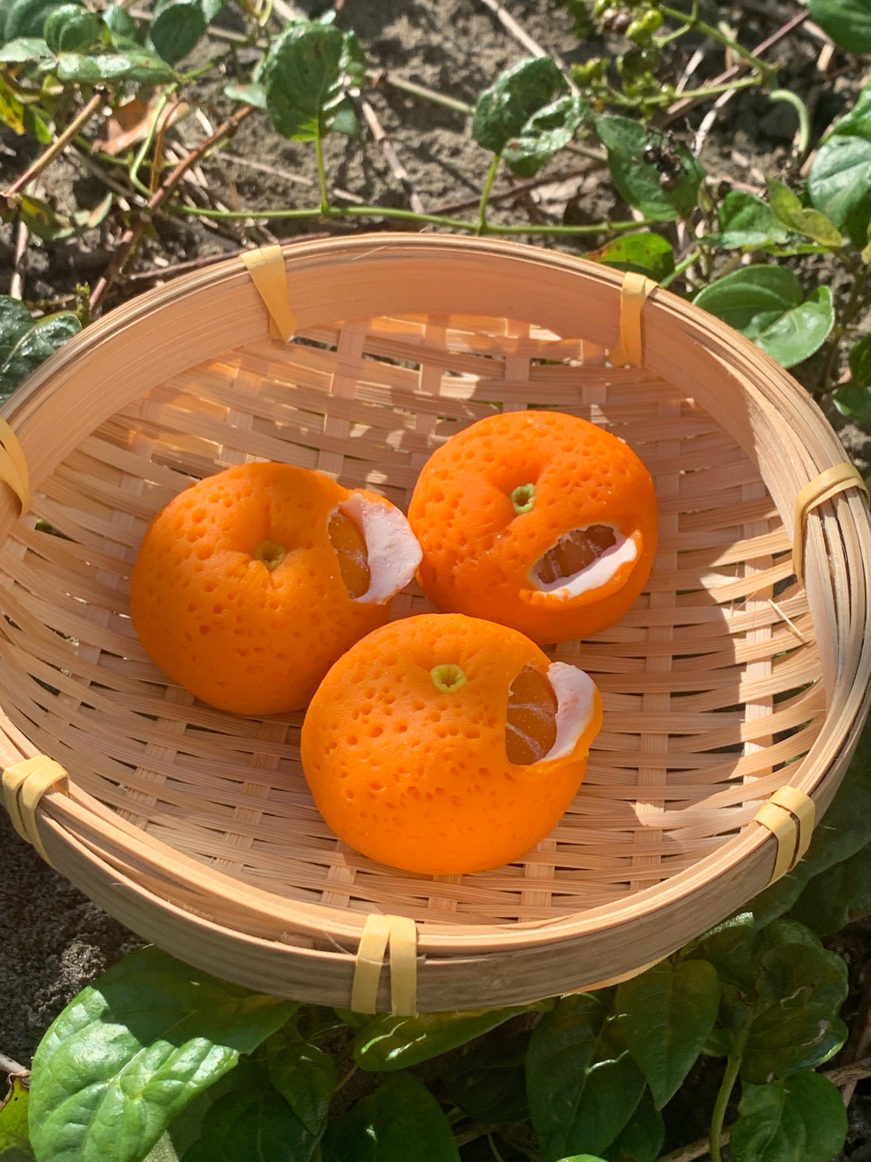 아꼬운제주