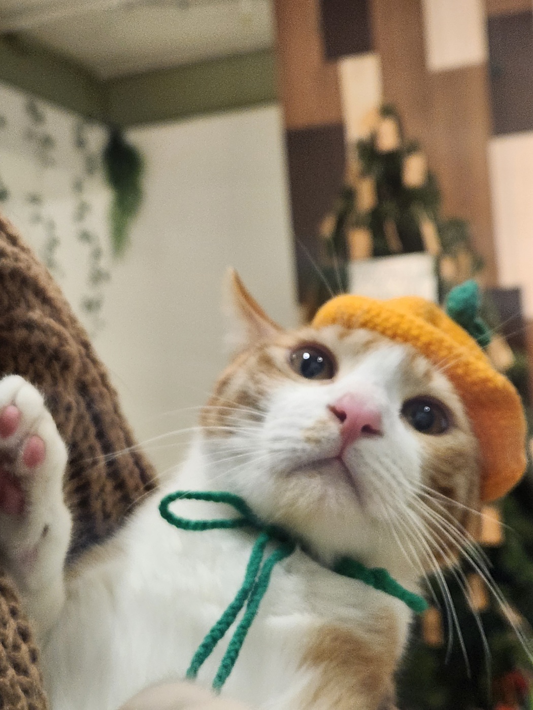 고양이카페힐링바다