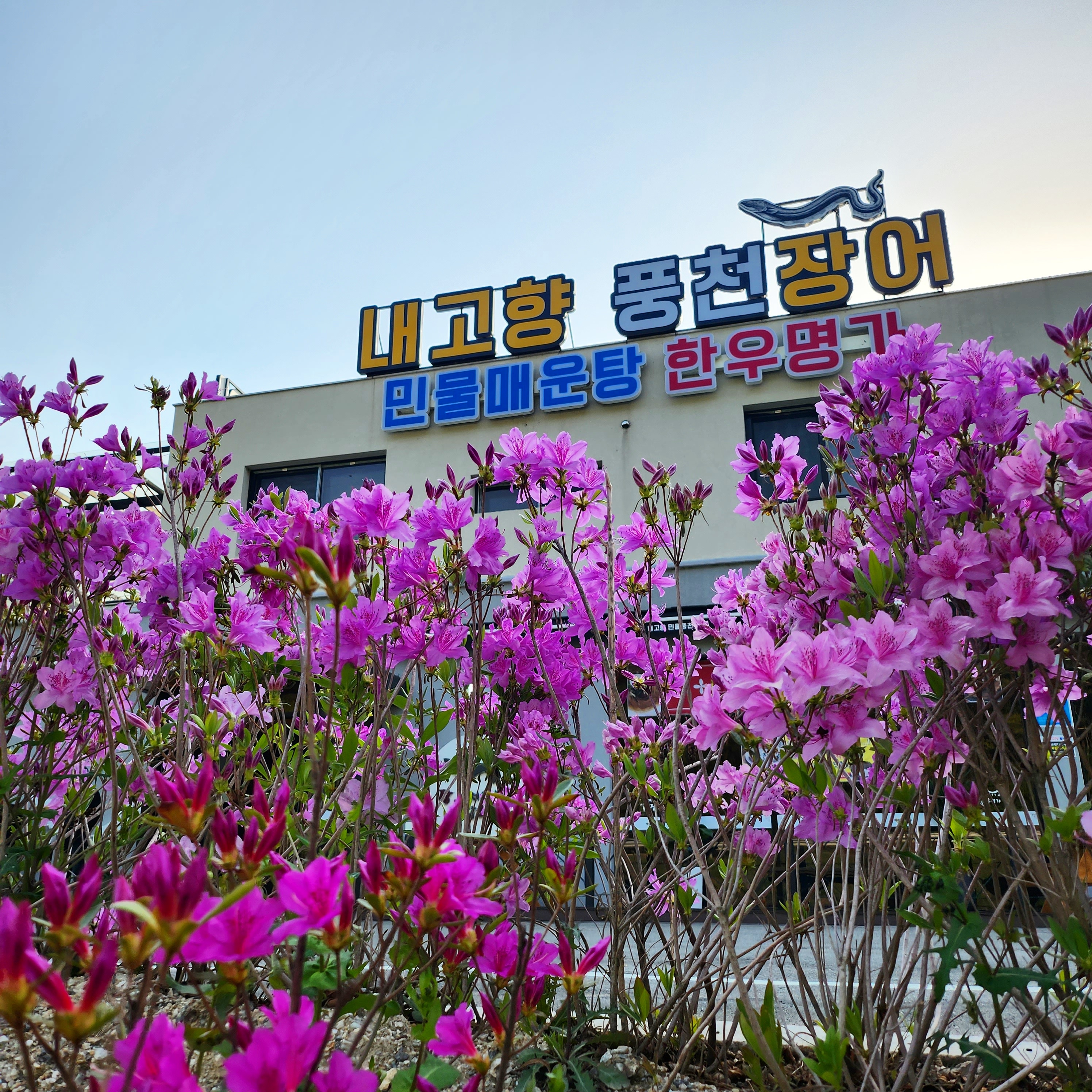 내고향풍천장어 3