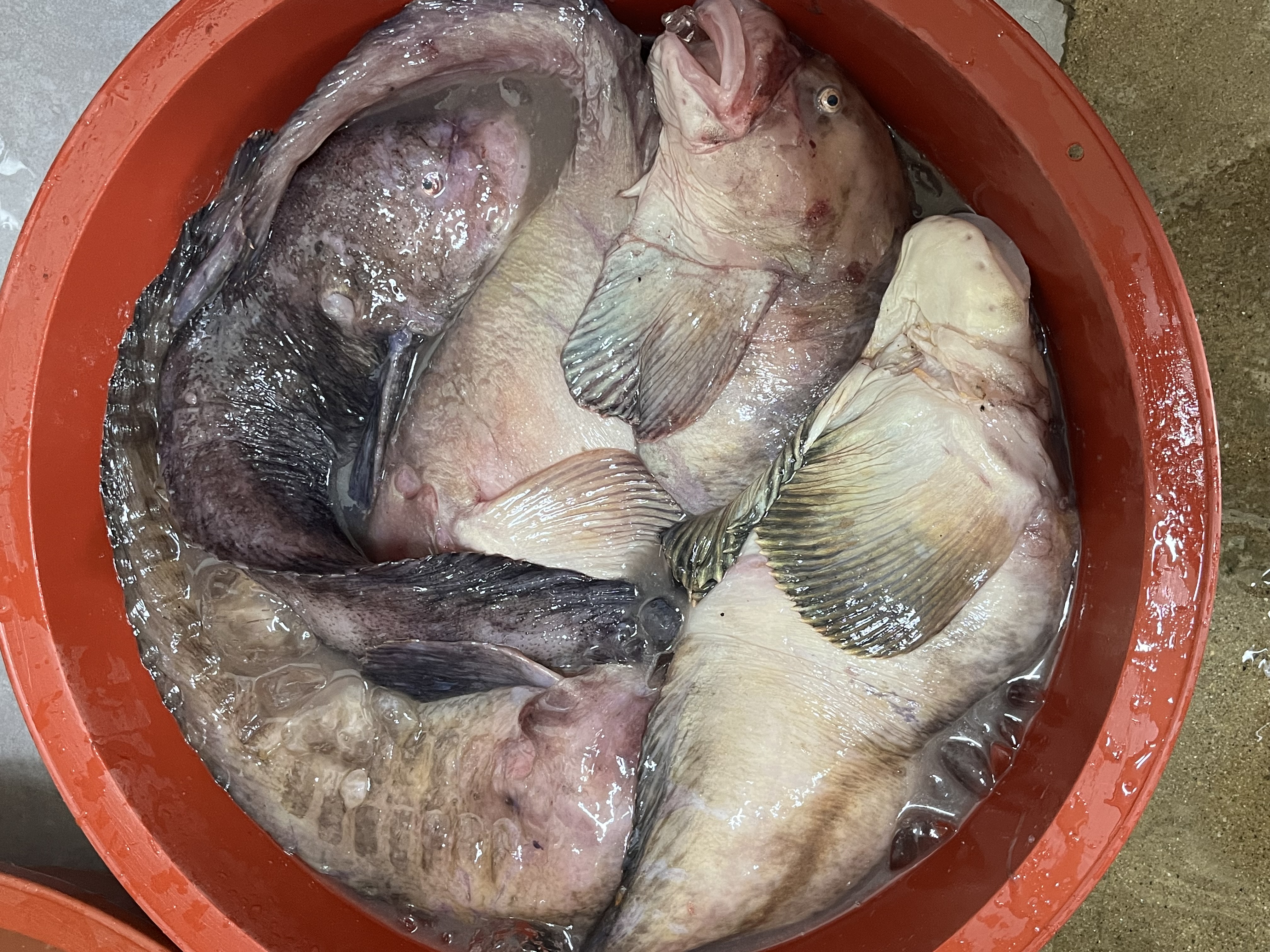 물곰탕(1인분)